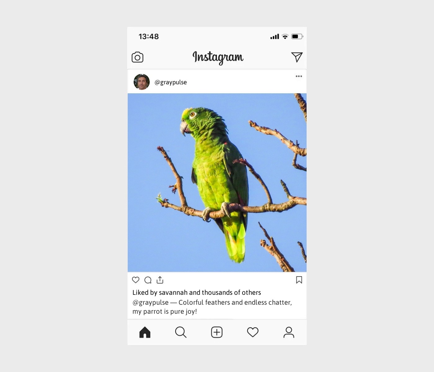 parrot-captions-for-instagram