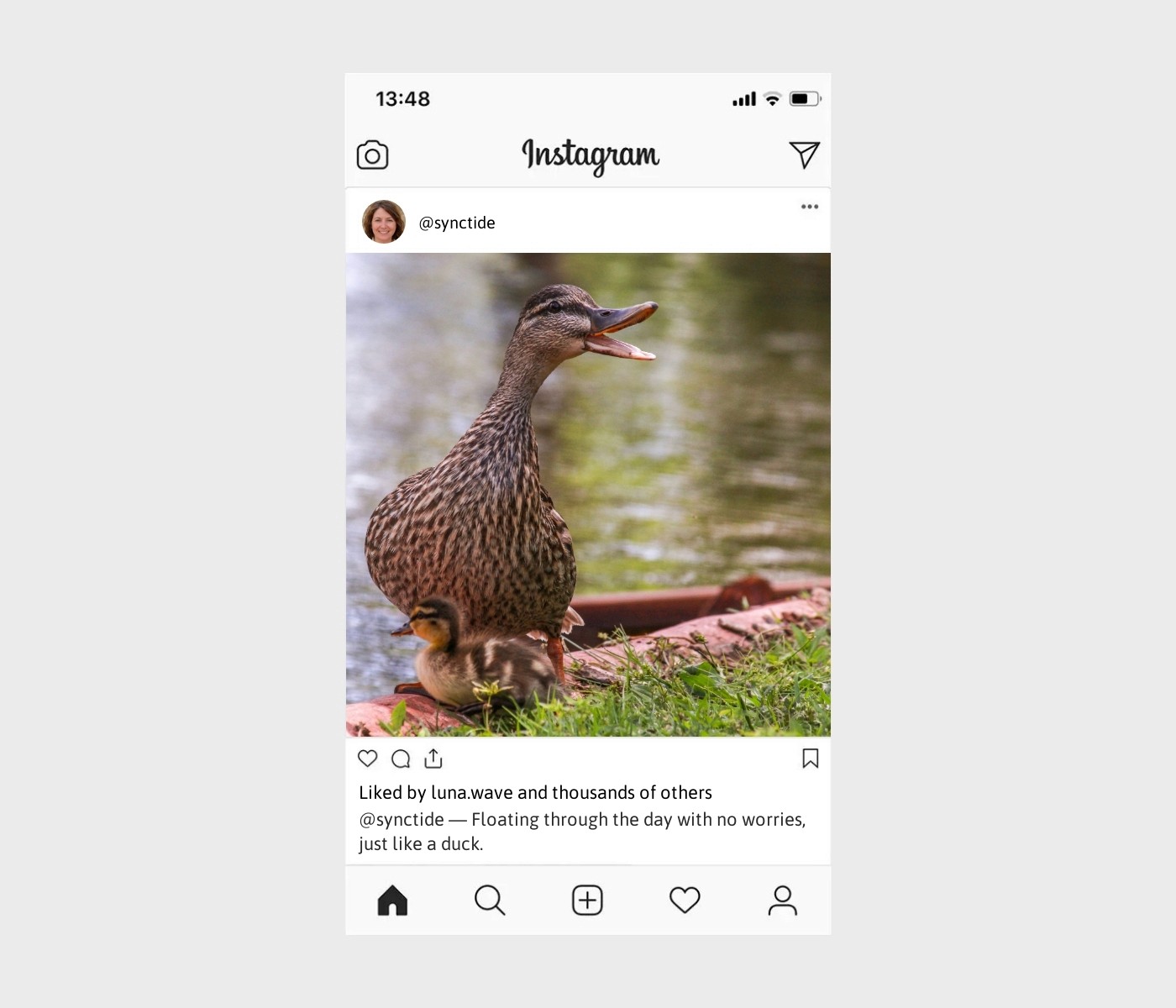 duck-caption-for-instagram