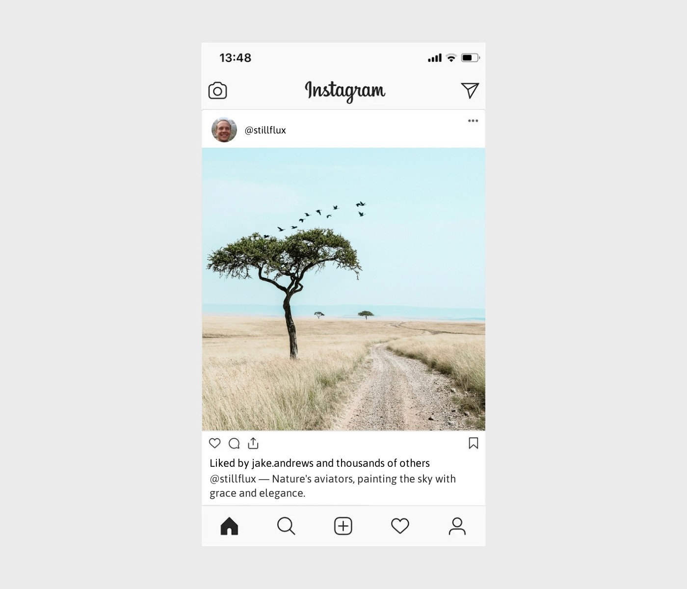 birds-captions-for-instagram