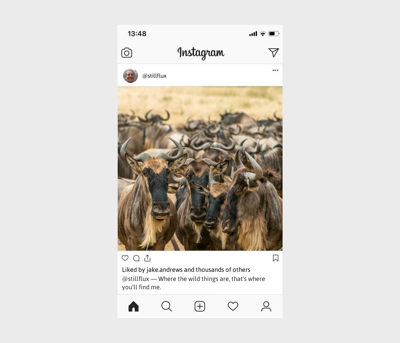 wild-captions-for-instagram