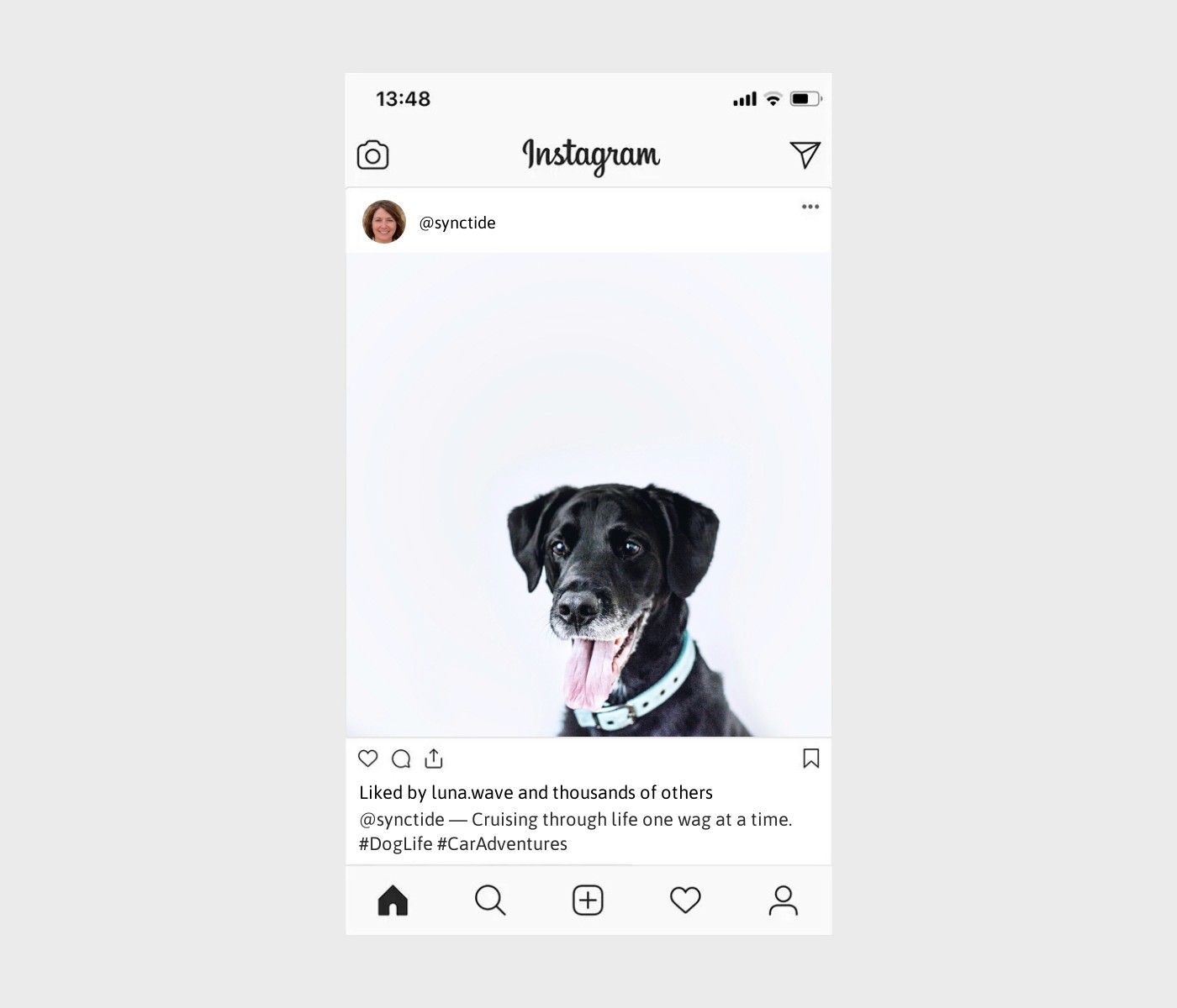 dog-car-ride-captions-for-instagram
