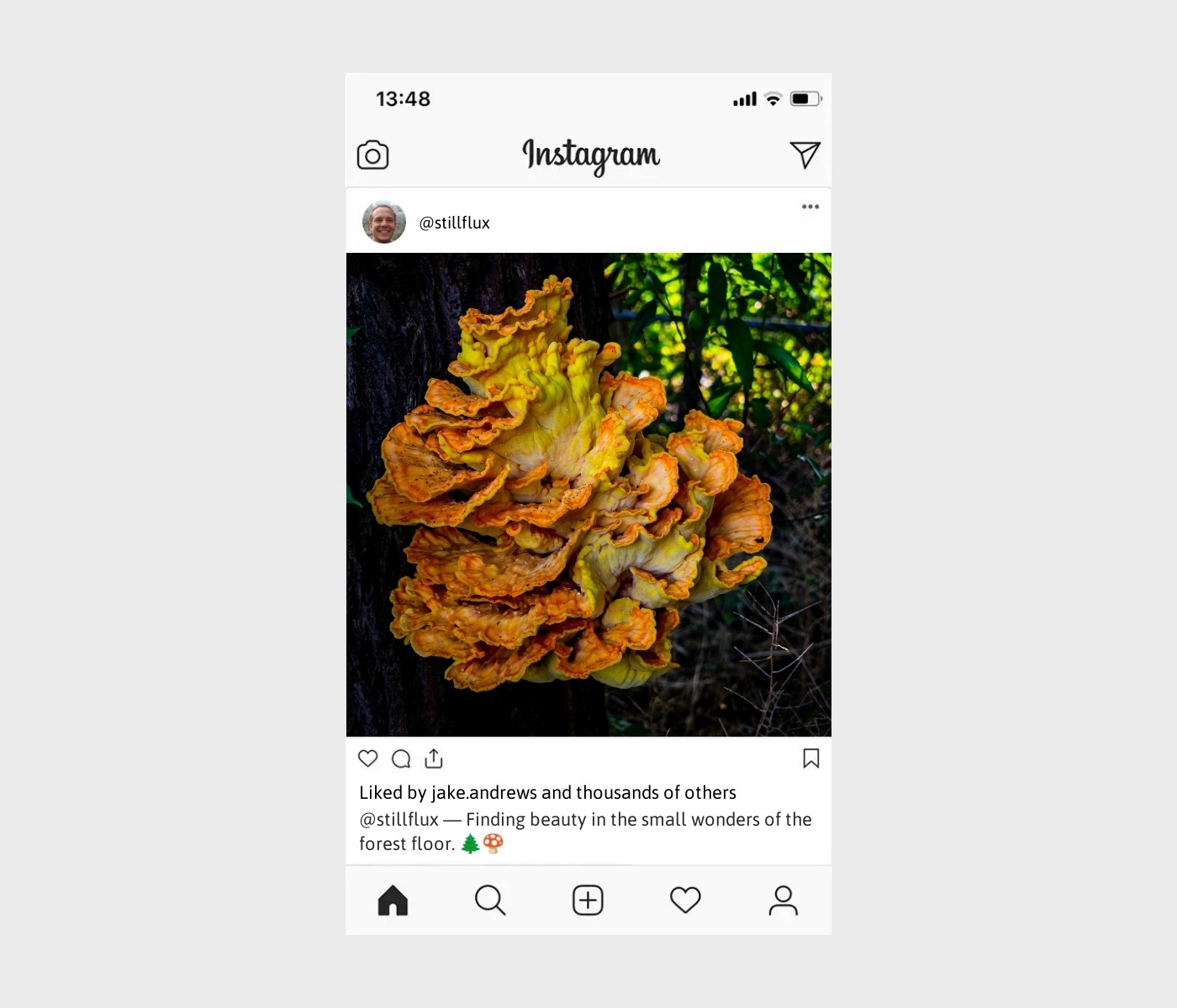 mushroom-captions-for-instagram