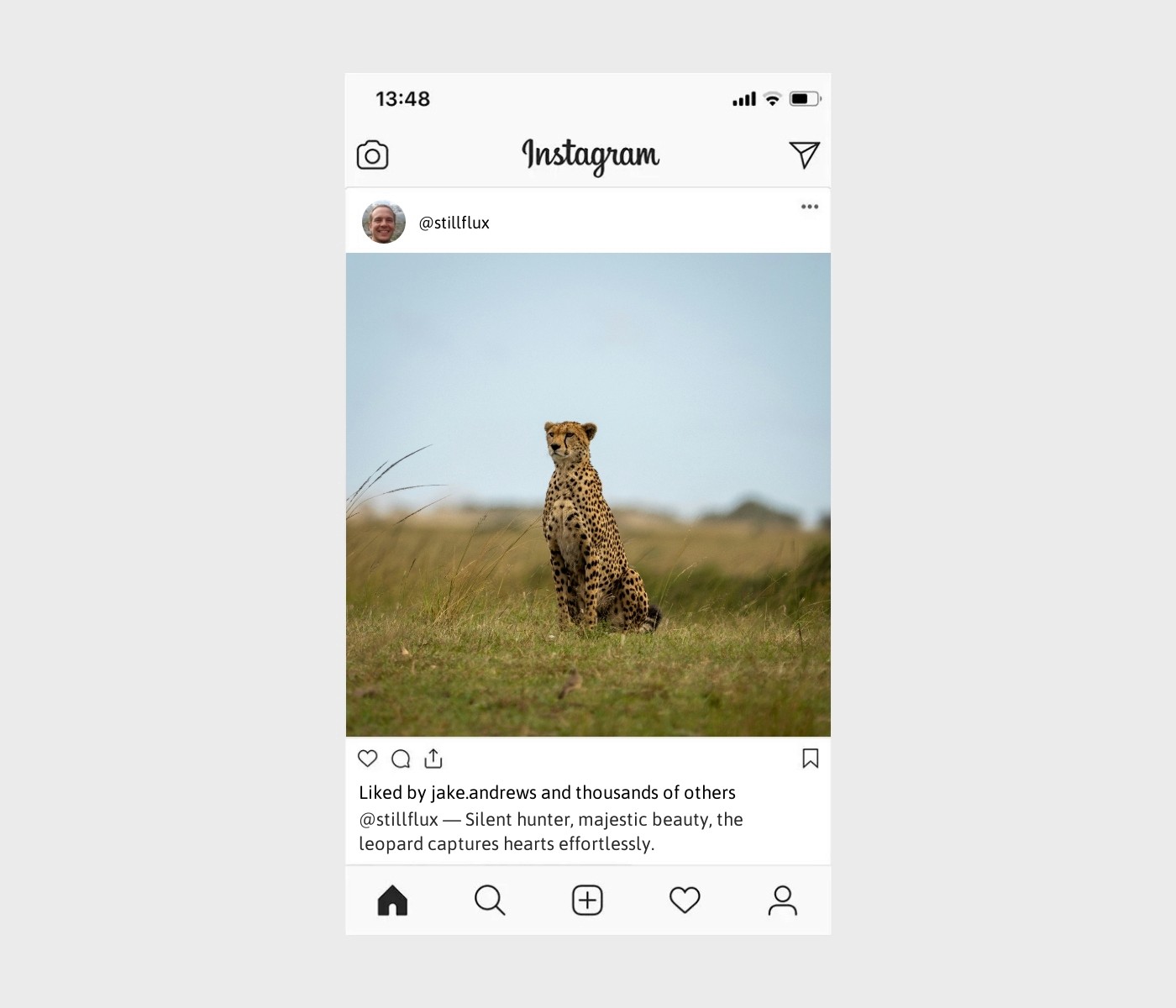 leopard-captions-for-instagram