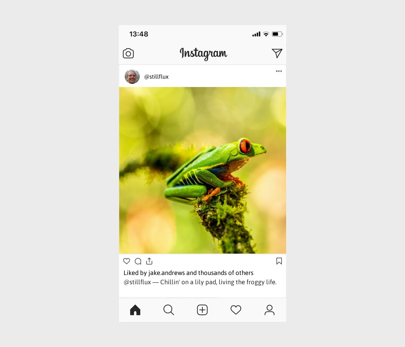 frog-captions-for-instagram