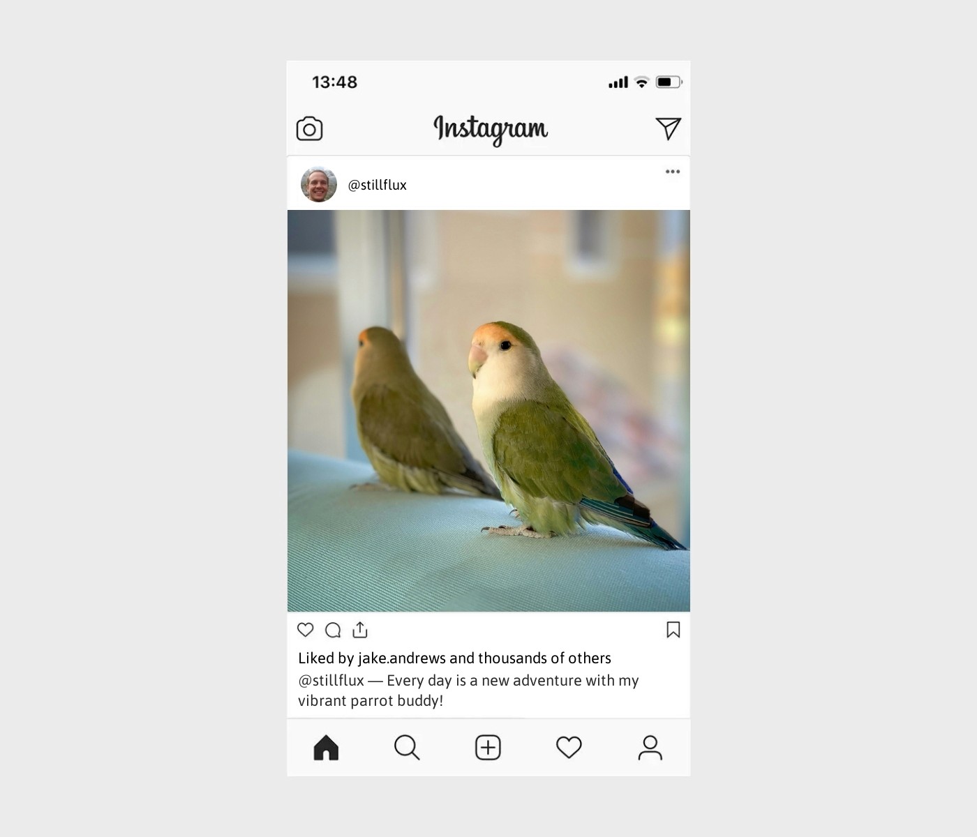 parrot-captions-for-instagram