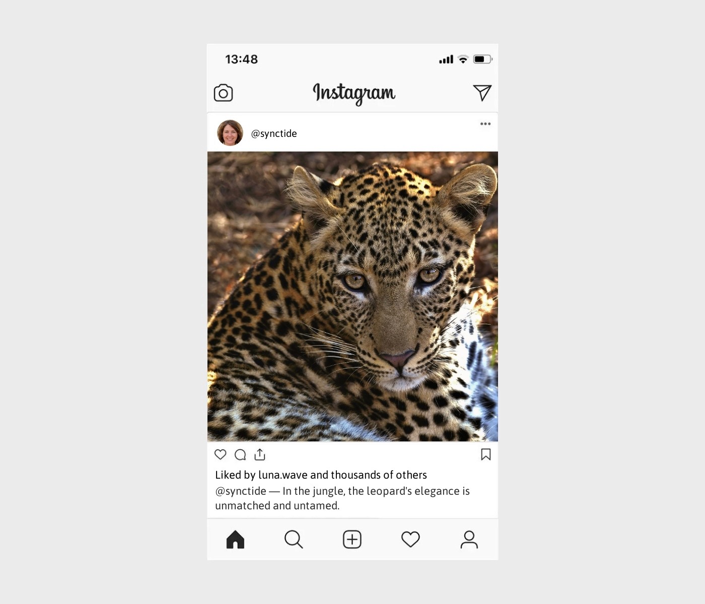 leopard-captions-for-instagram