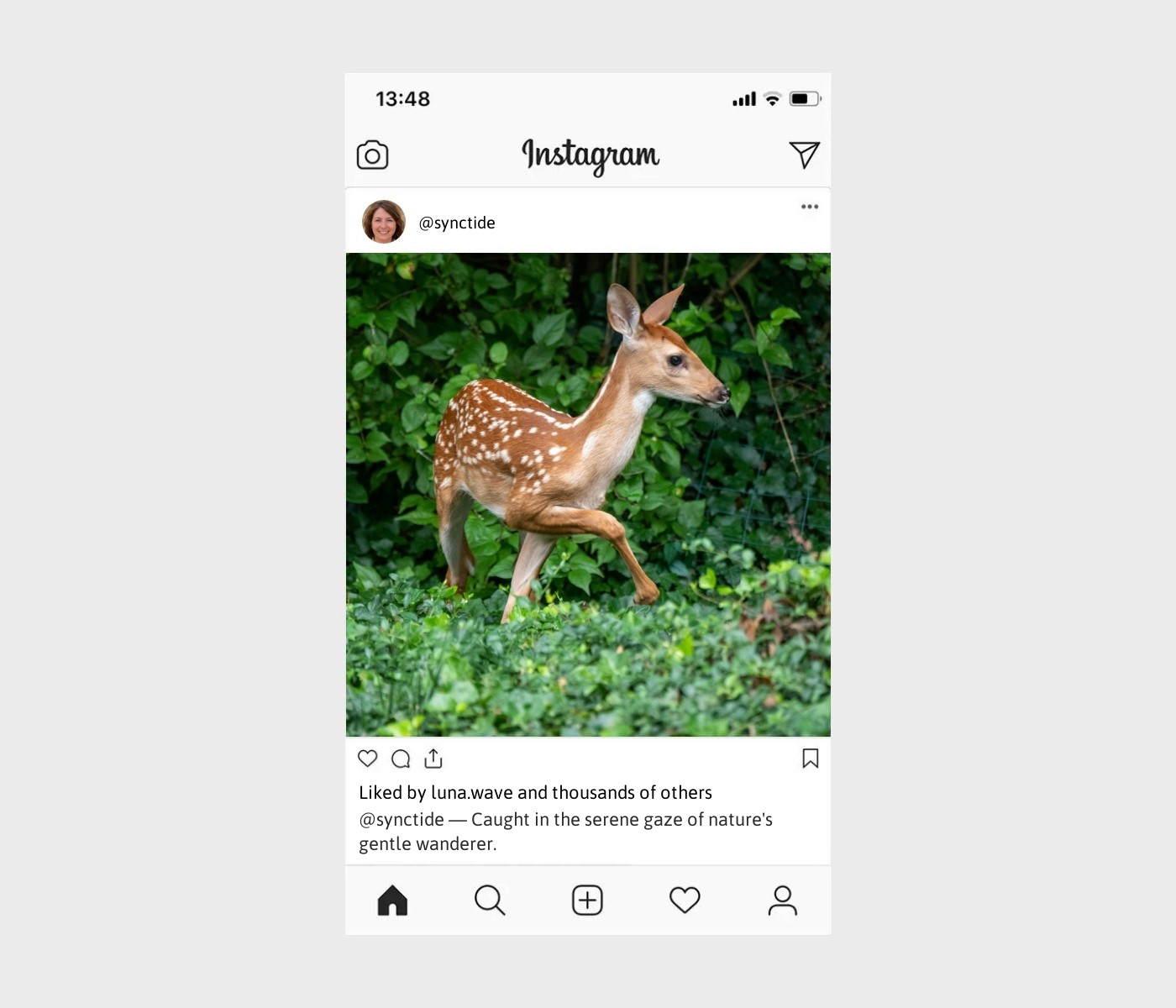 deer-captions-for-instagram
