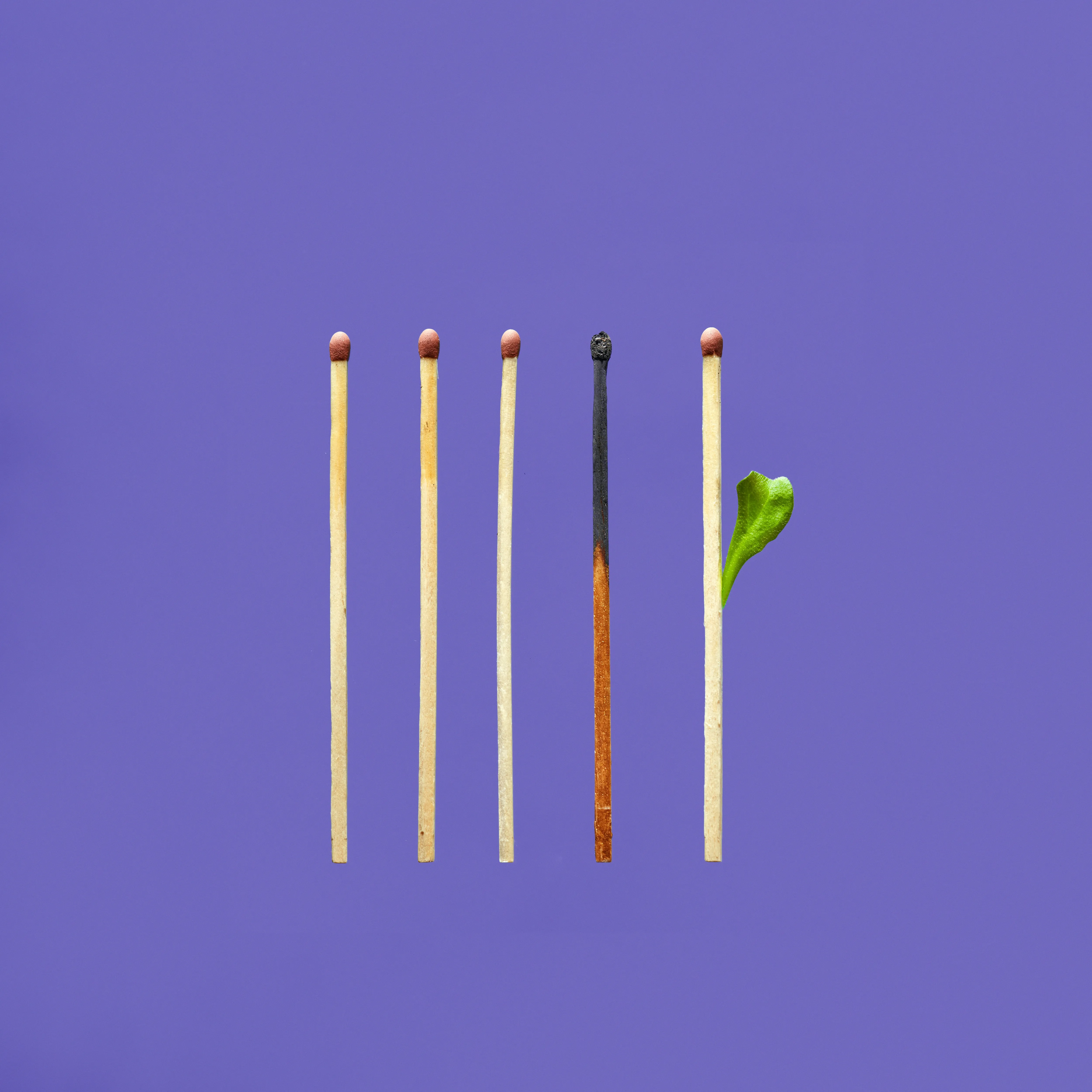 Five matchsticks on a purple background with one burned match