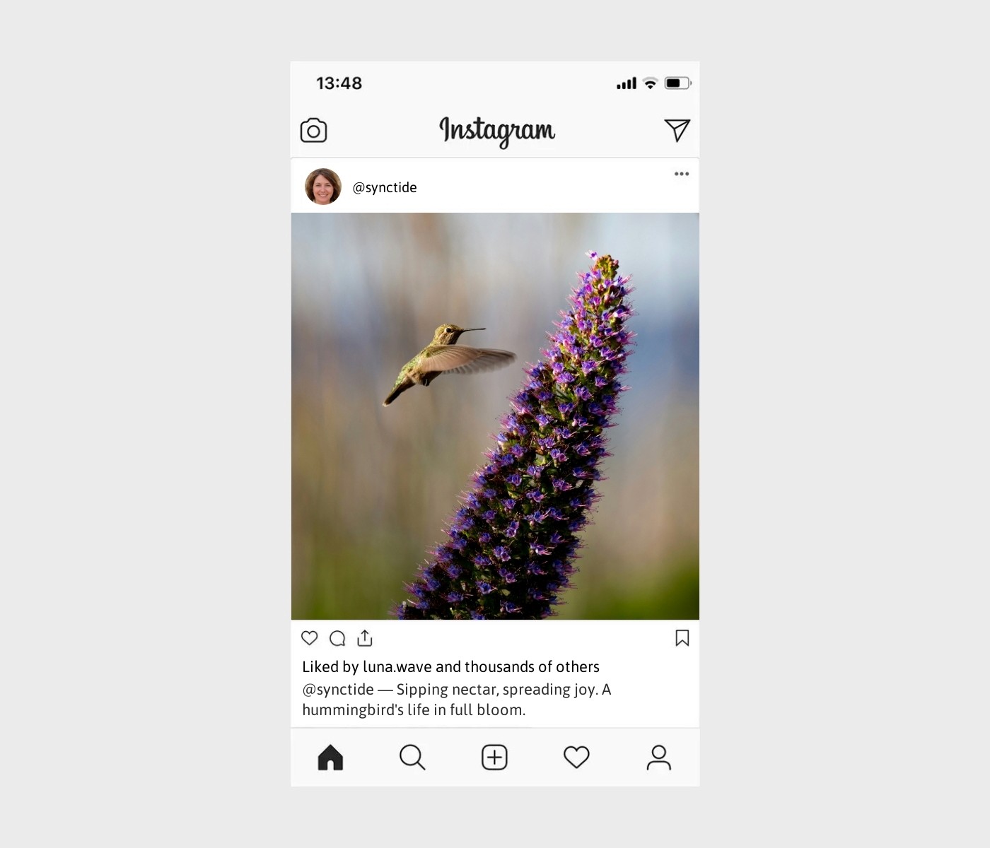 hummingbird-captions-for-instagram