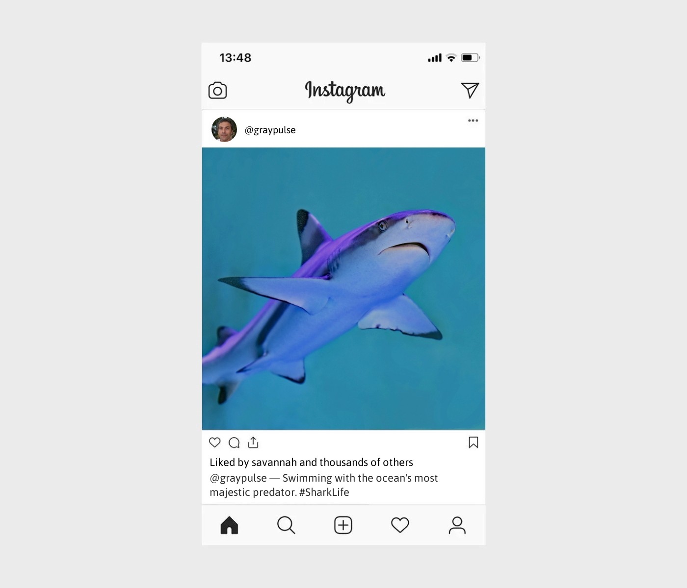 shark-captions-for-instagram
