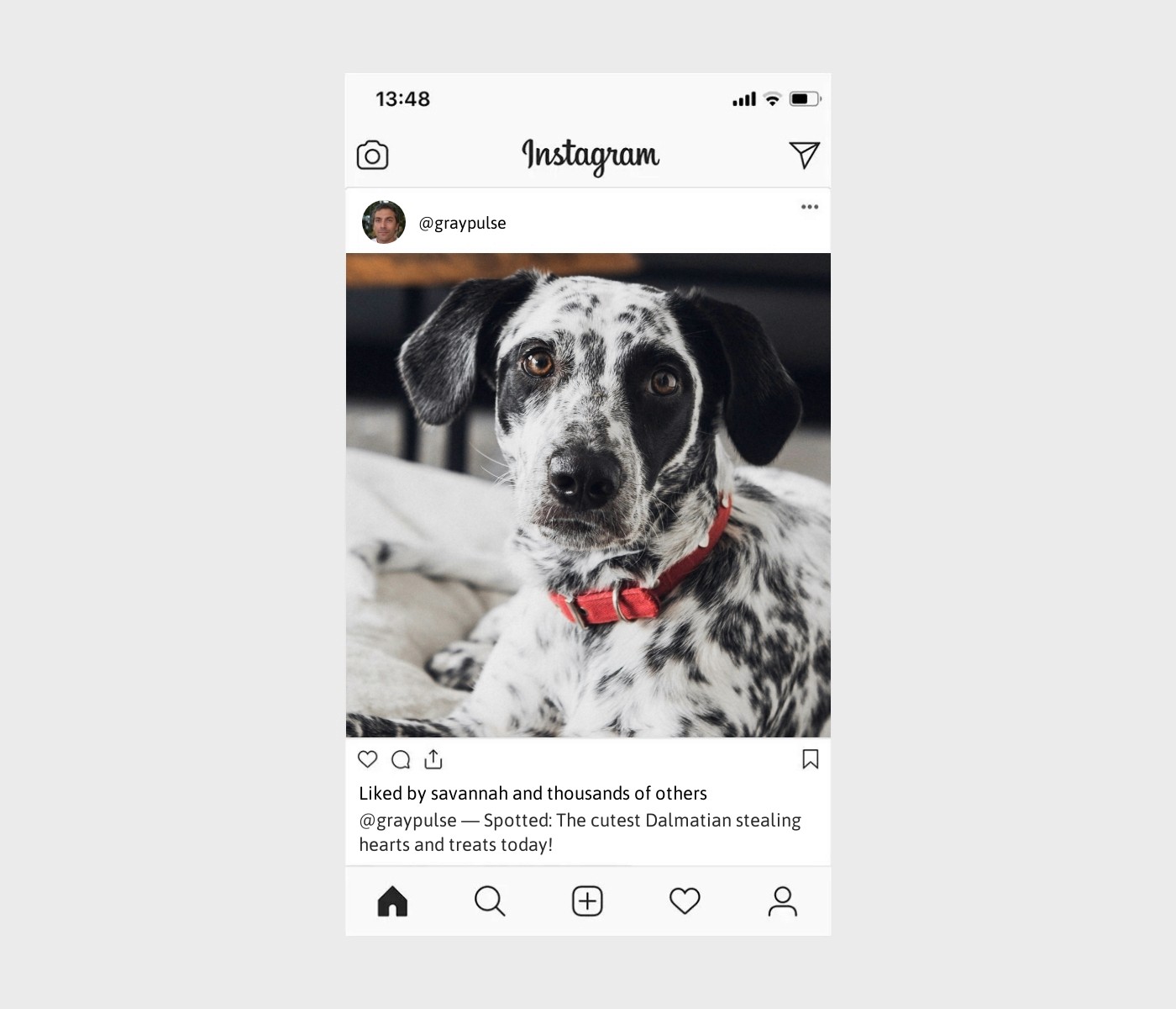 dalmatian-captions-for-instagram