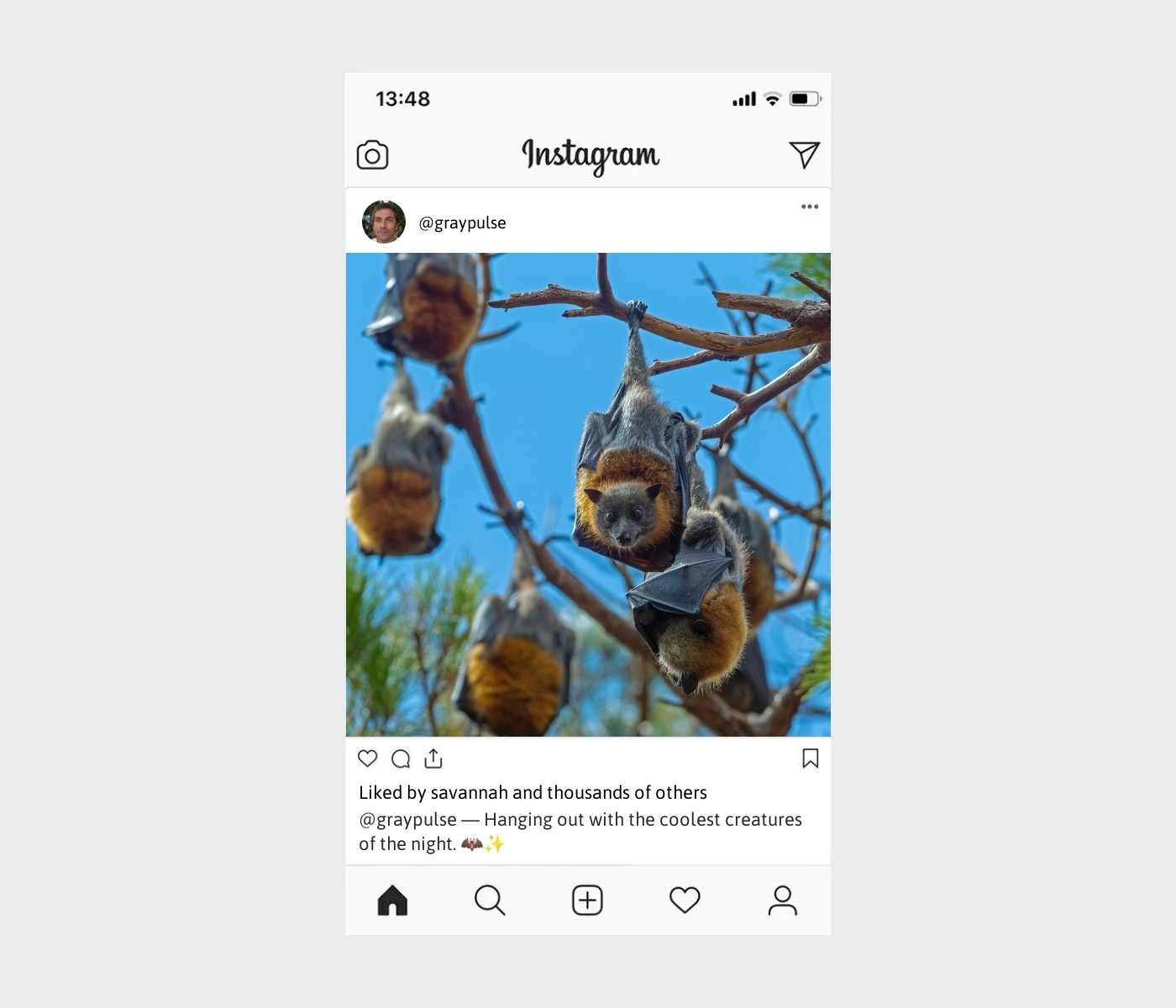 bat-captions-for-instagram