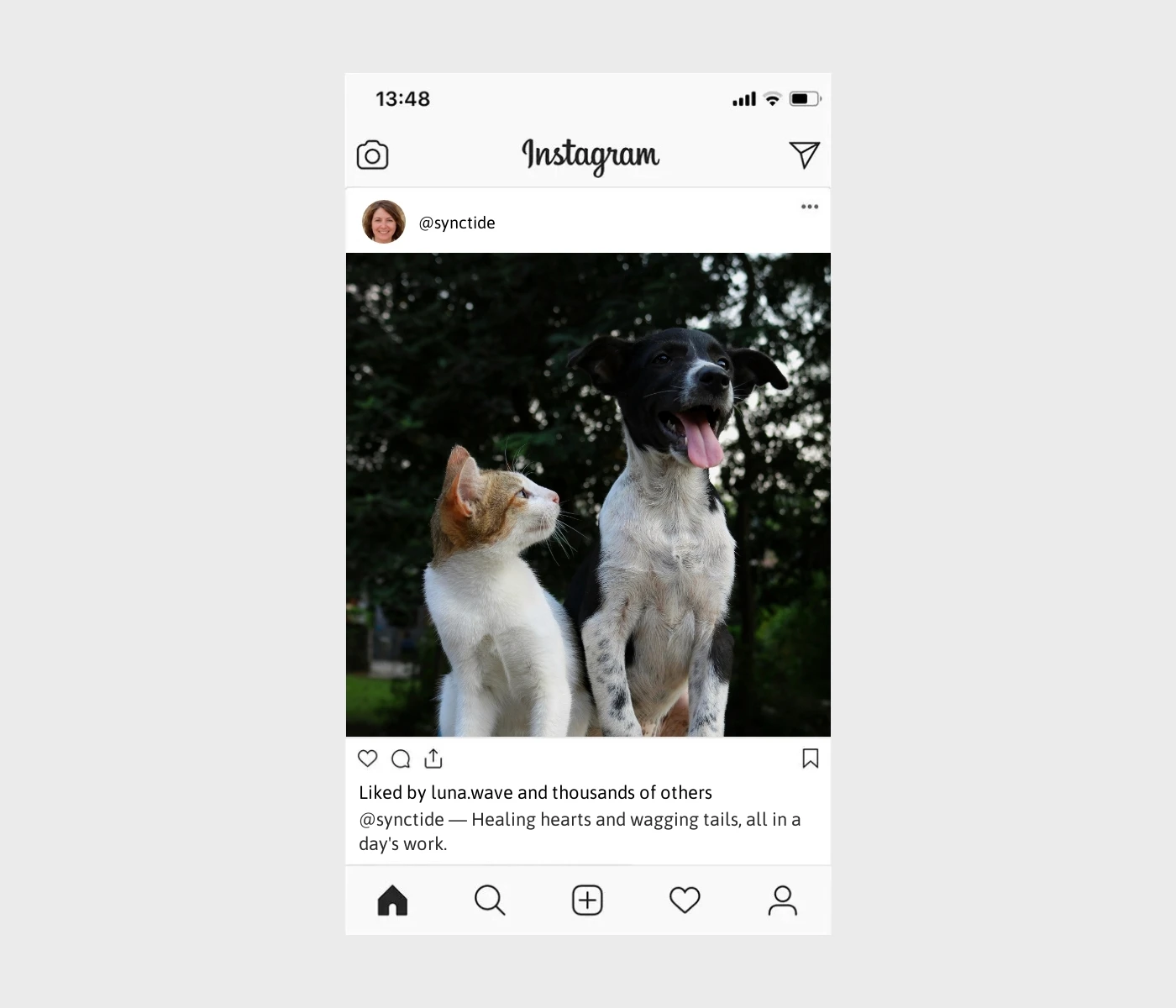 vet-captions-for-instagram