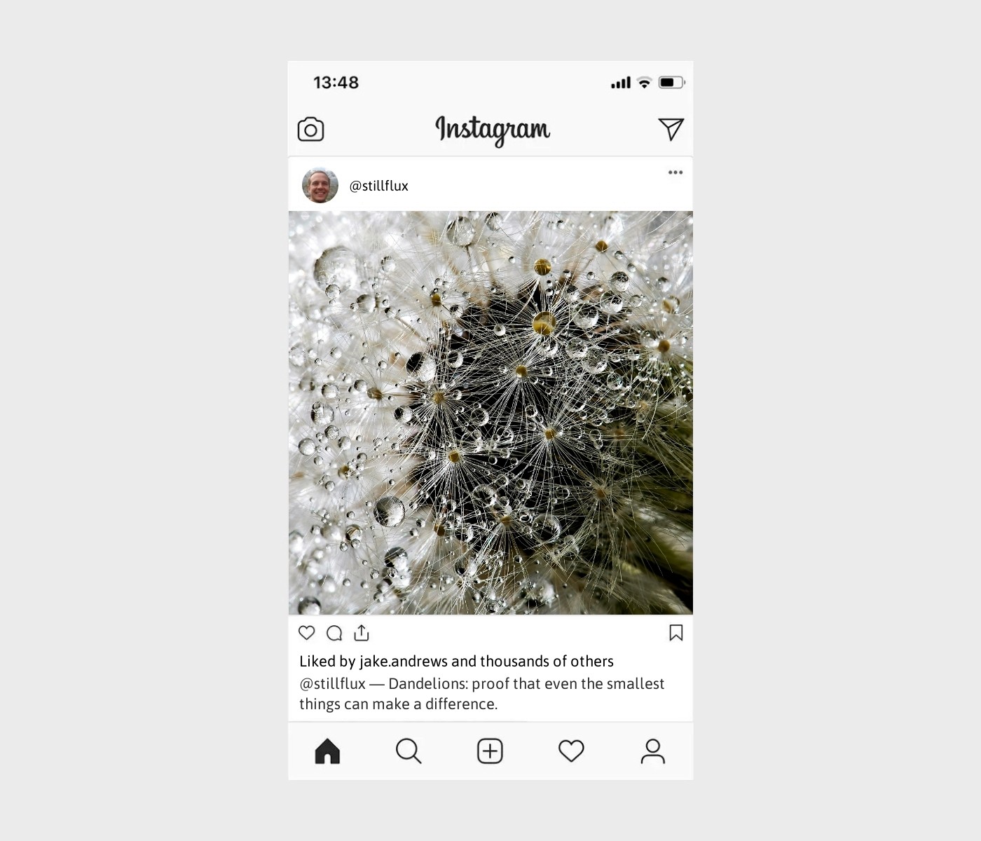 dandelion-captions-for-instagram