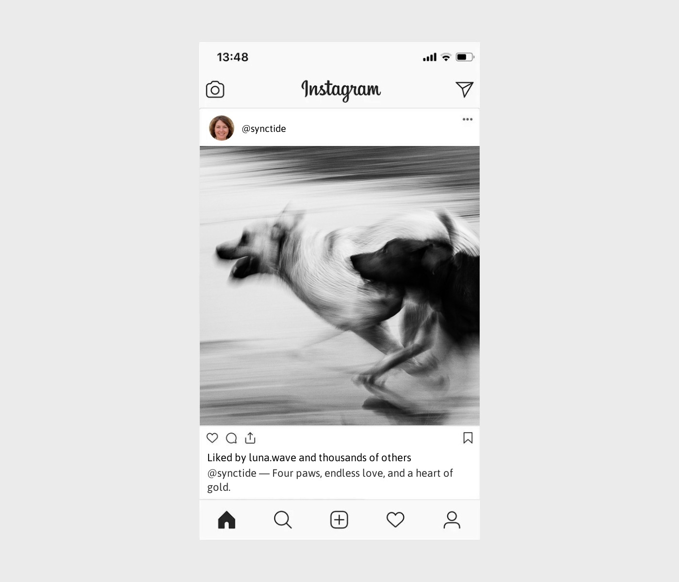 dogs-are-better-than-humans-captions-for-instagram