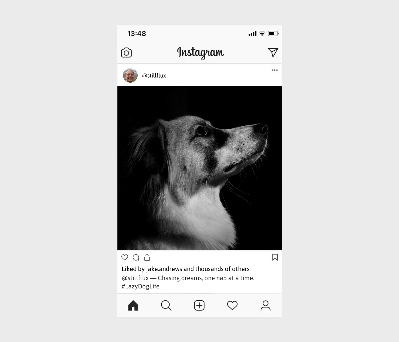 lazy-dog-captions-for-instagram