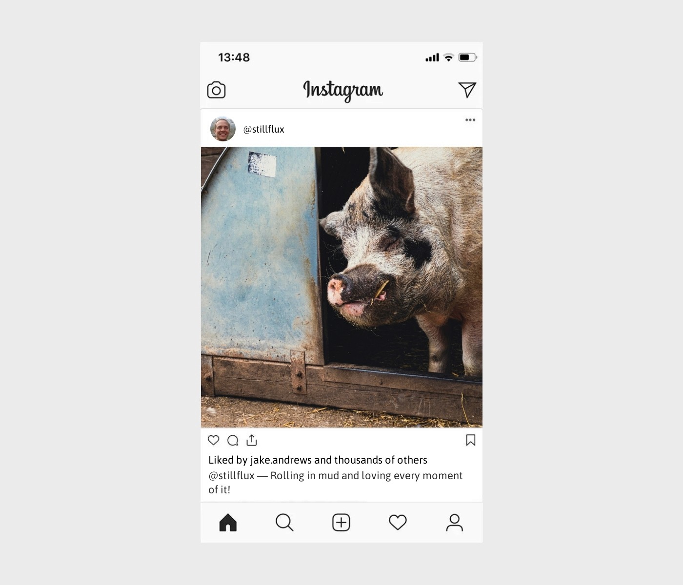 pig-captions-for-instagram