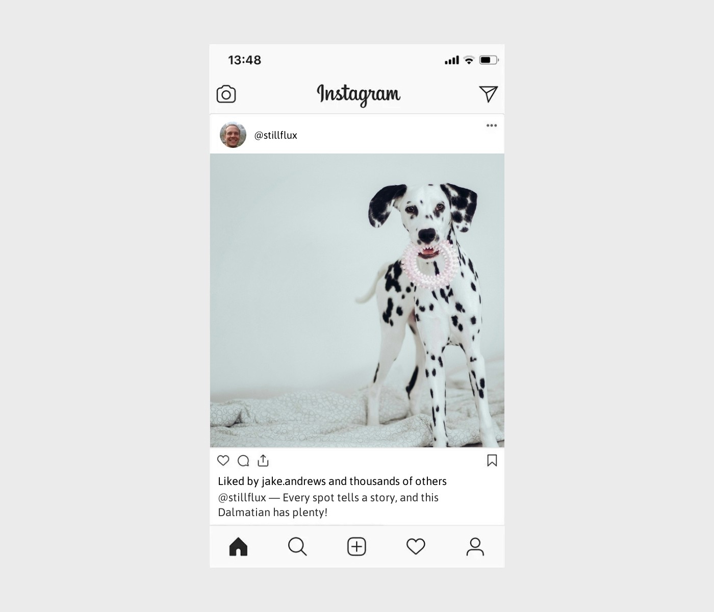 dalmatian-captions-for-instagram