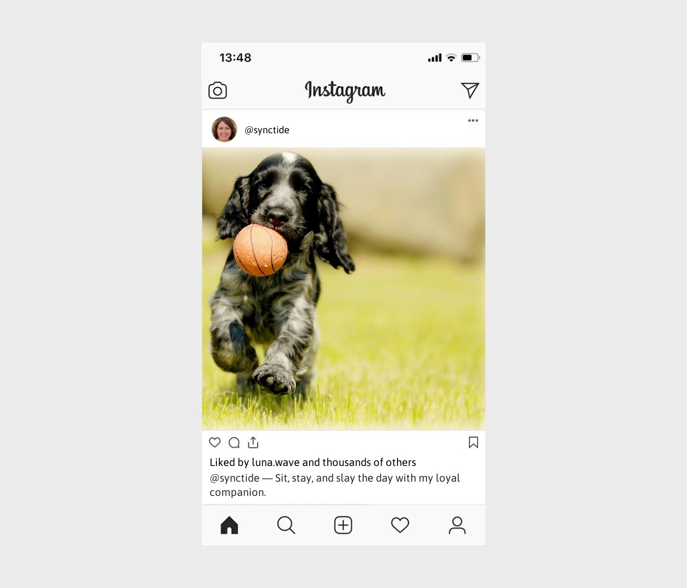 dog-training-captions-for-instagram