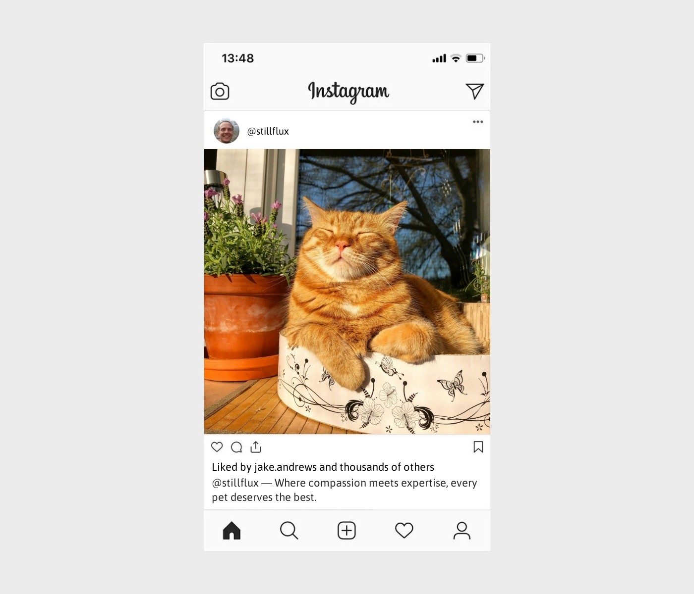 vet-captions-for-instagram