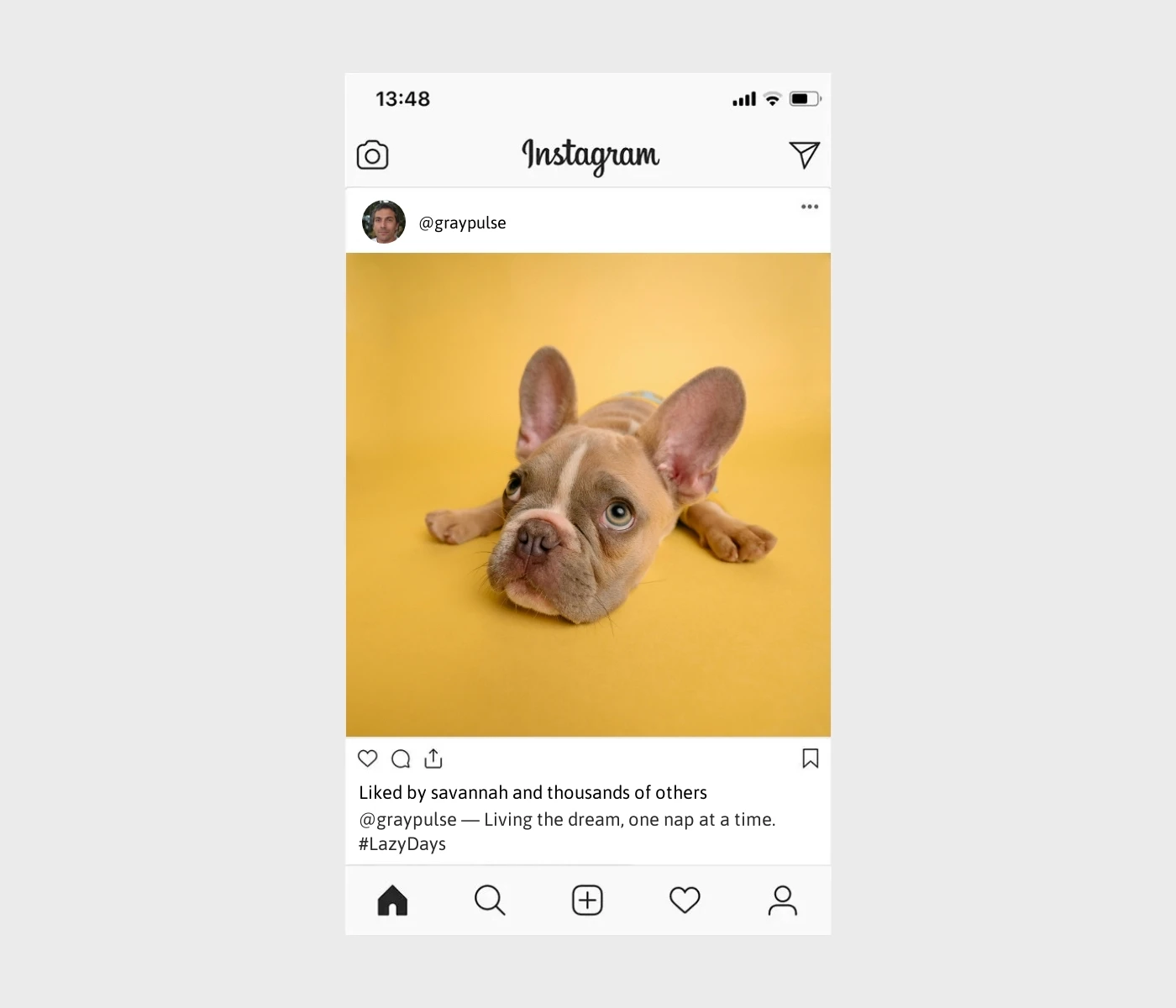 lazy-dog-captions-for-instagram