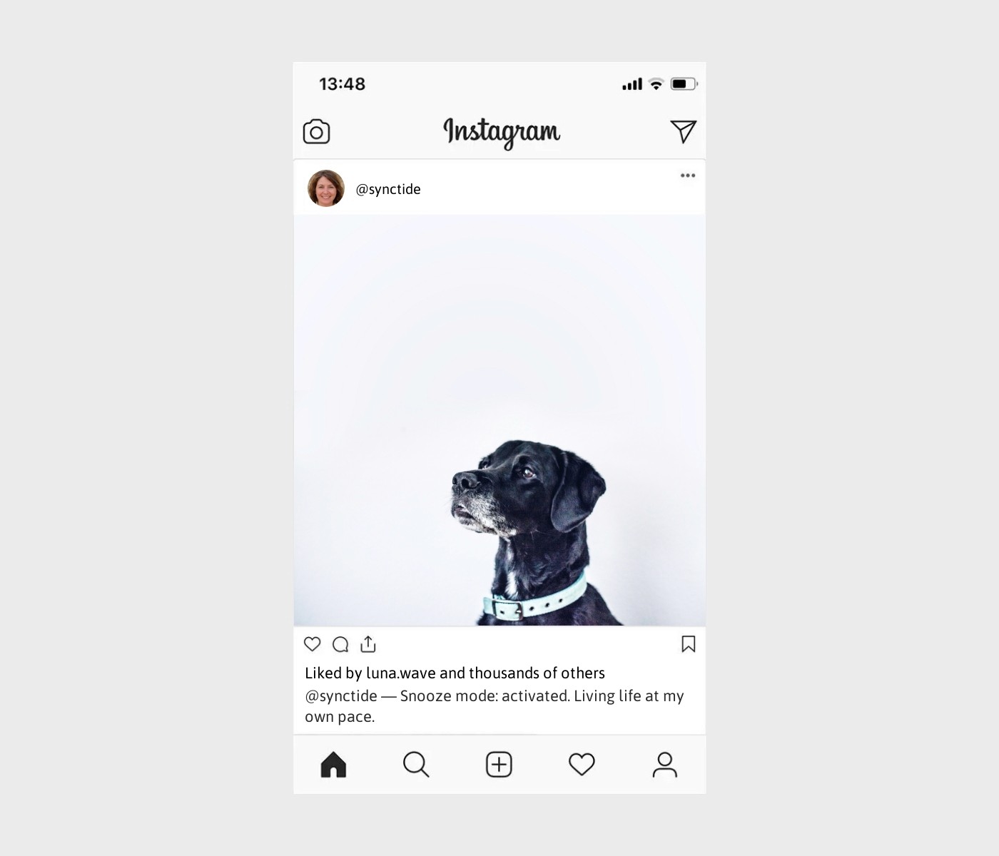 lazy-dog-captions-for-instagram