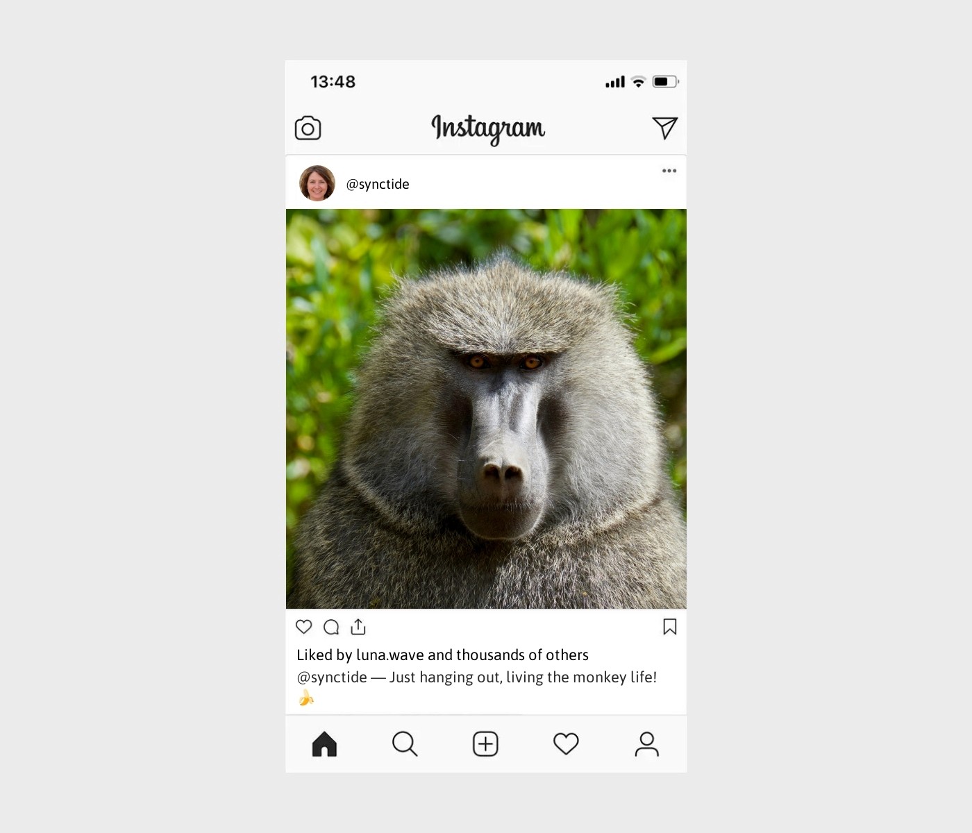 monkey-captions-for-instagram