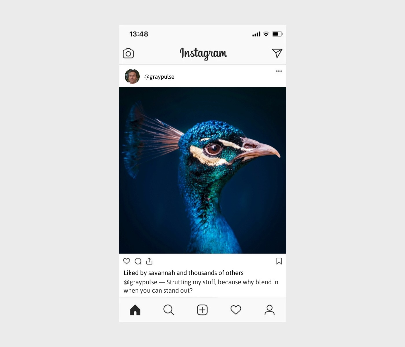 peacock-captions-for-instagram