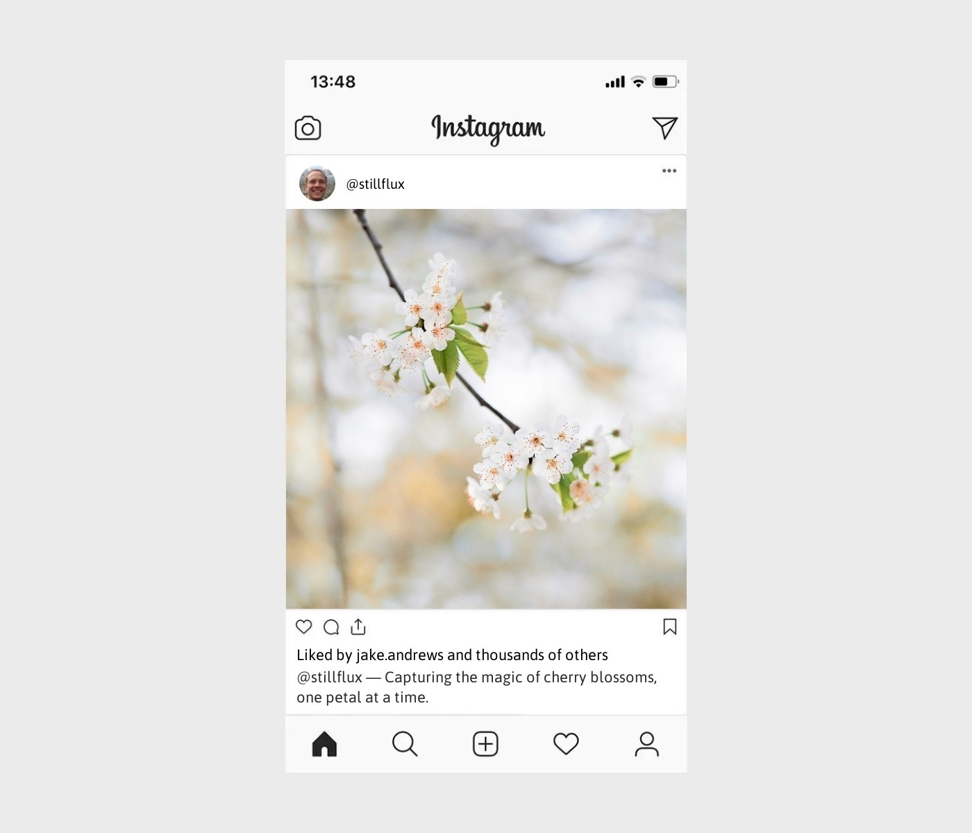 cherry-blossom-captions-for-instagram