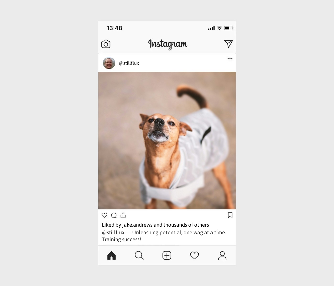 dog-training-captions-for-instagram