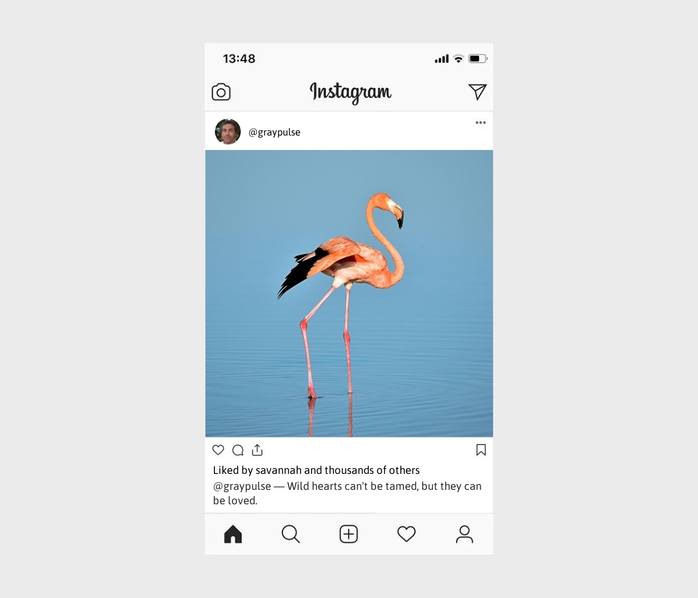 animal-captions-for-instagram