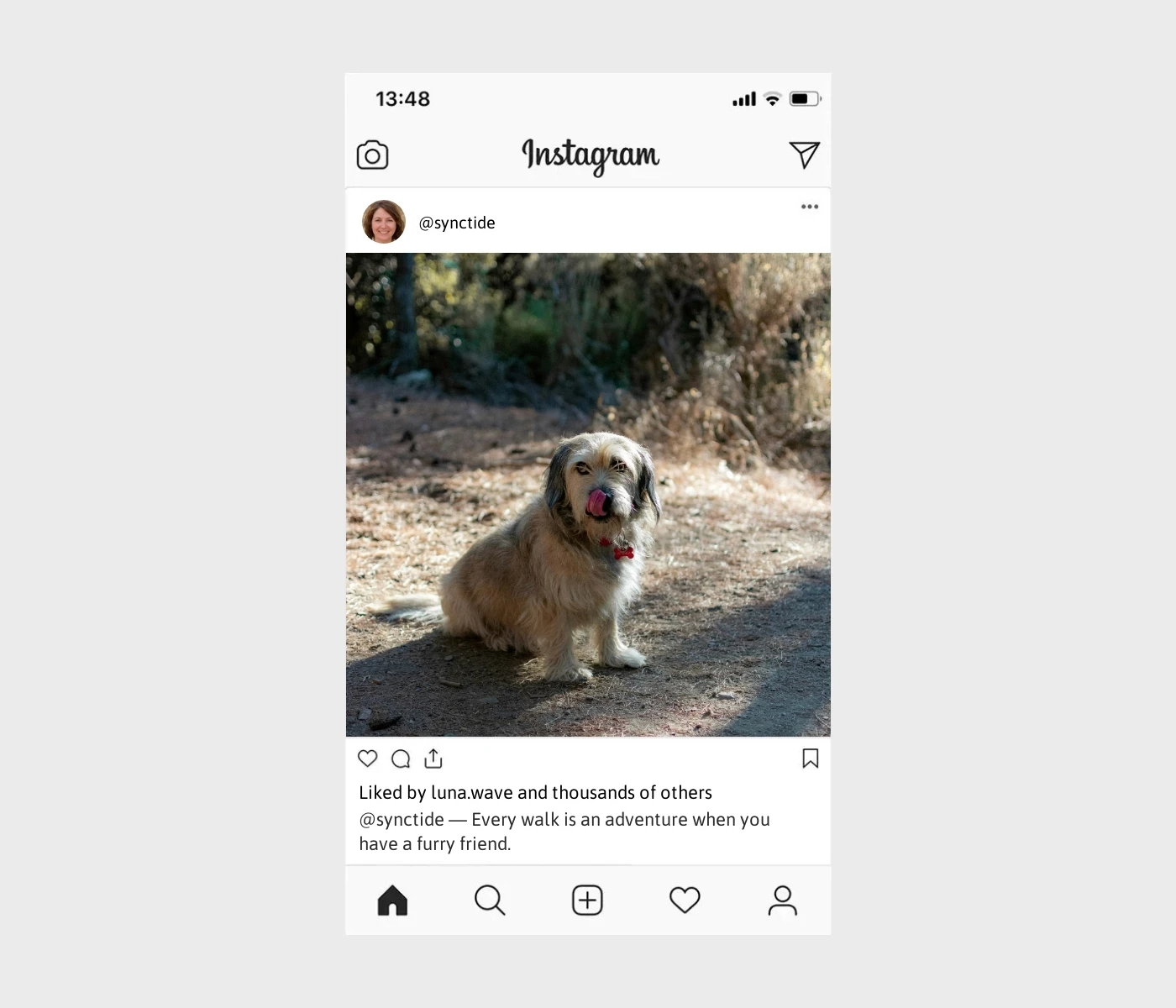 dog-walk-captions-for-instagram
