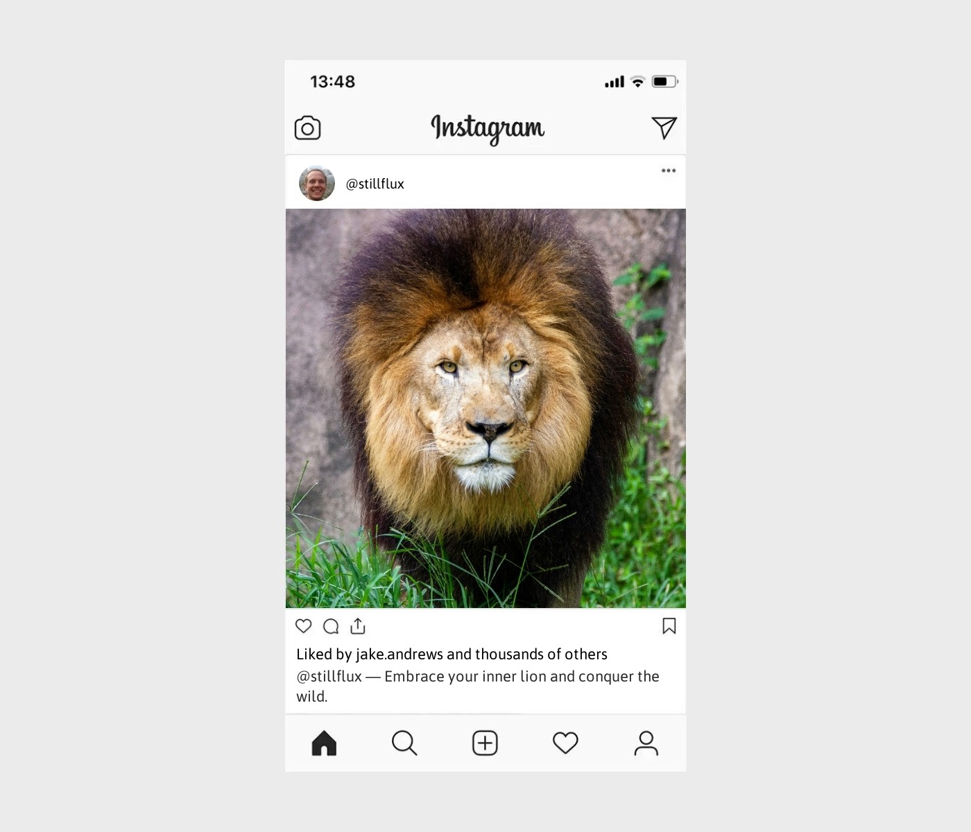 lion-caption-for-instagram
