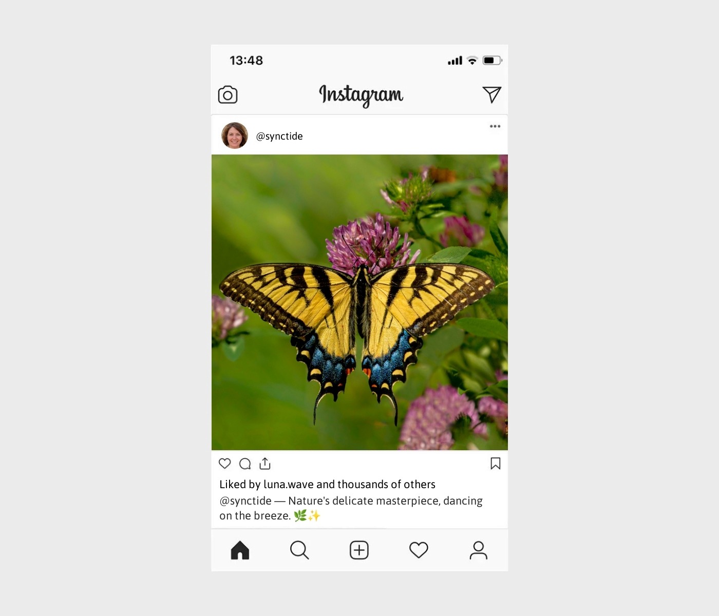 butterfly-captions-for-instagram