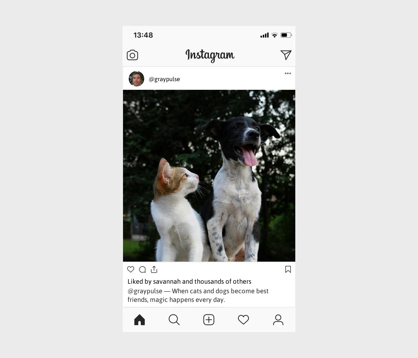 cat-and-dog-captions-for-instagram