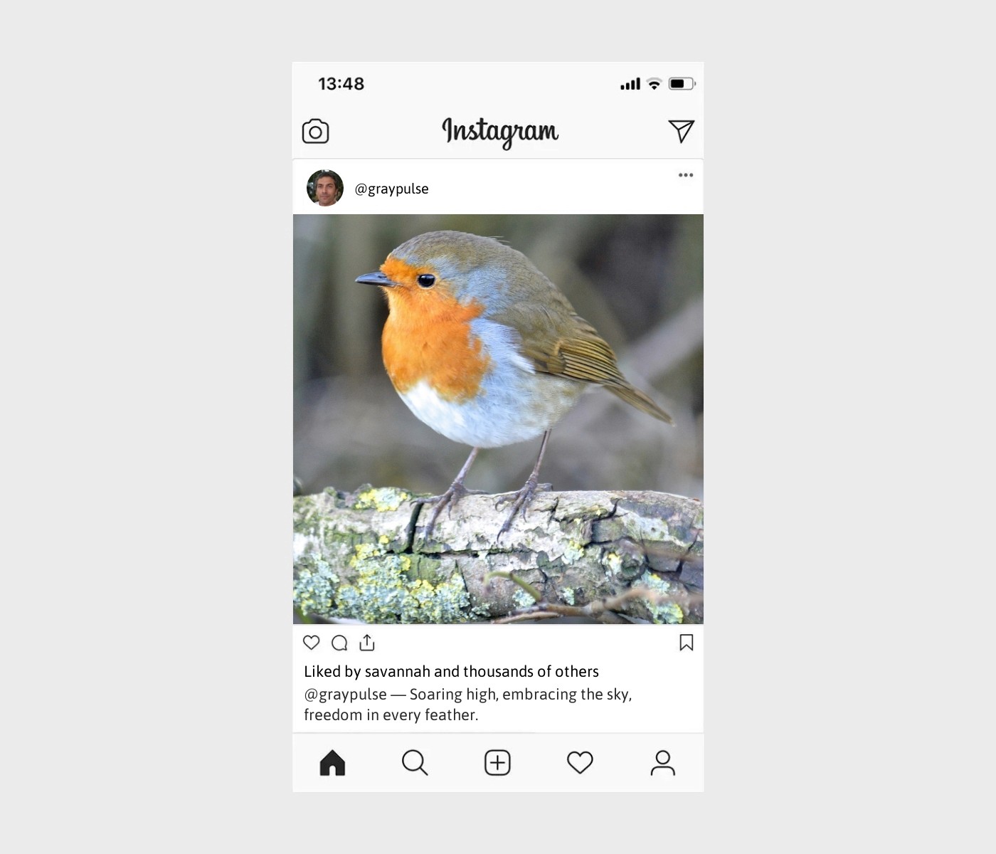 birds-captions-for-instagram