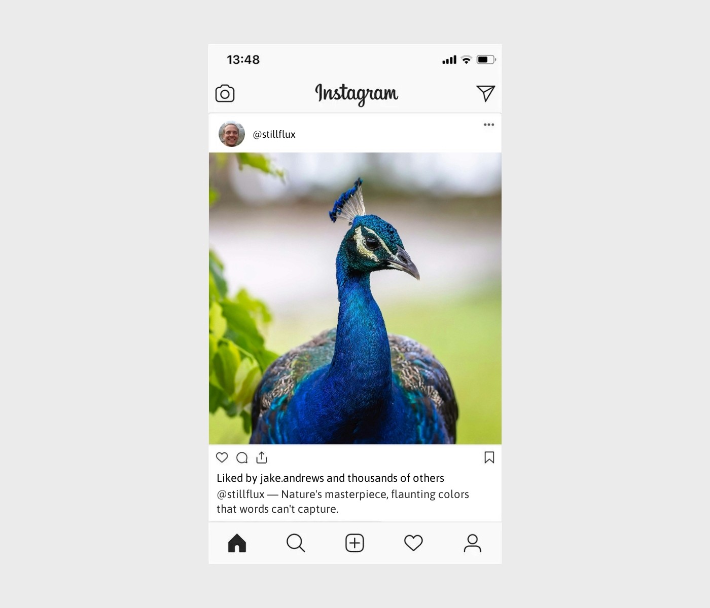 peacock-captions-for-instagram