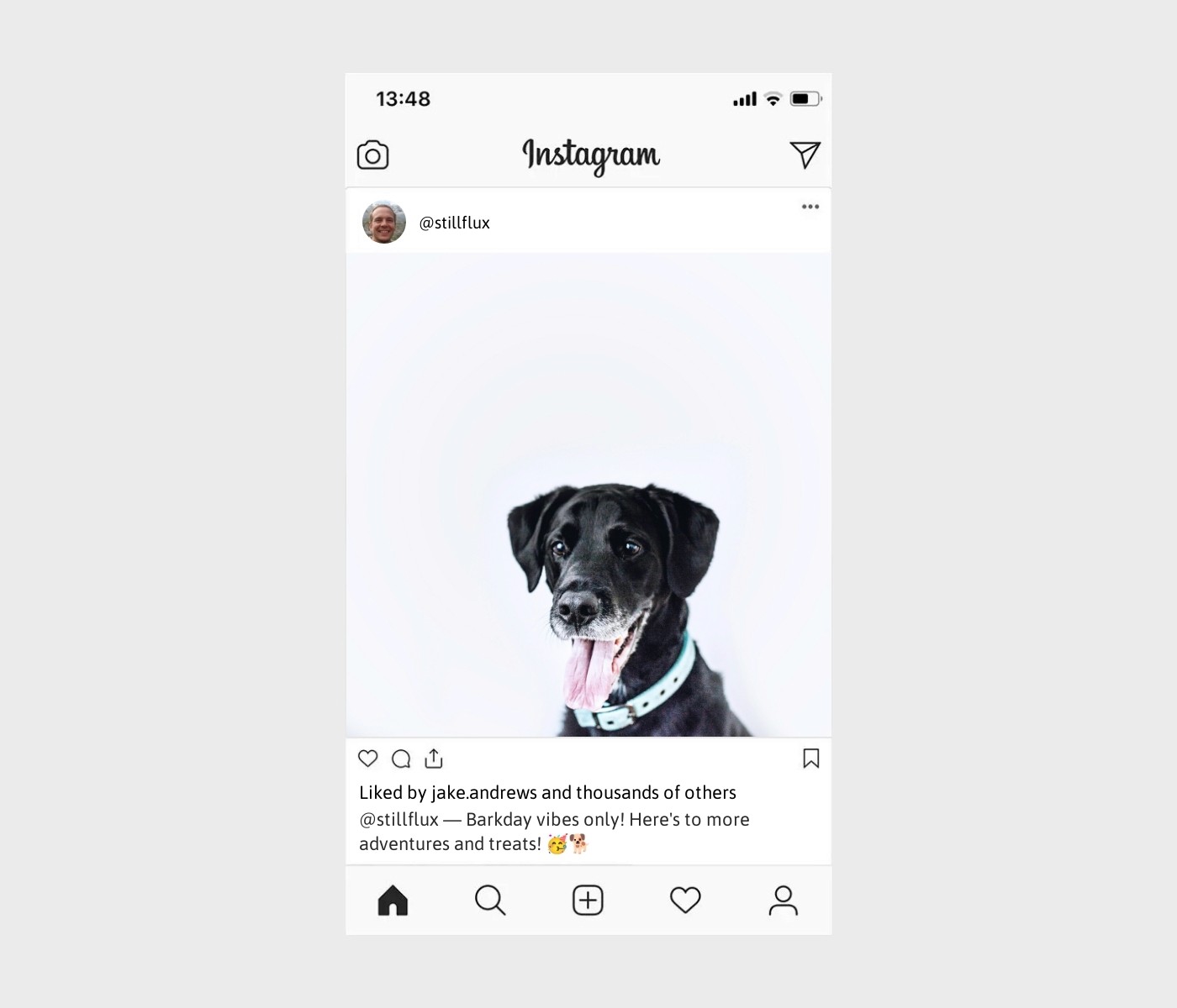 dog-birthday-captions-for-instagram