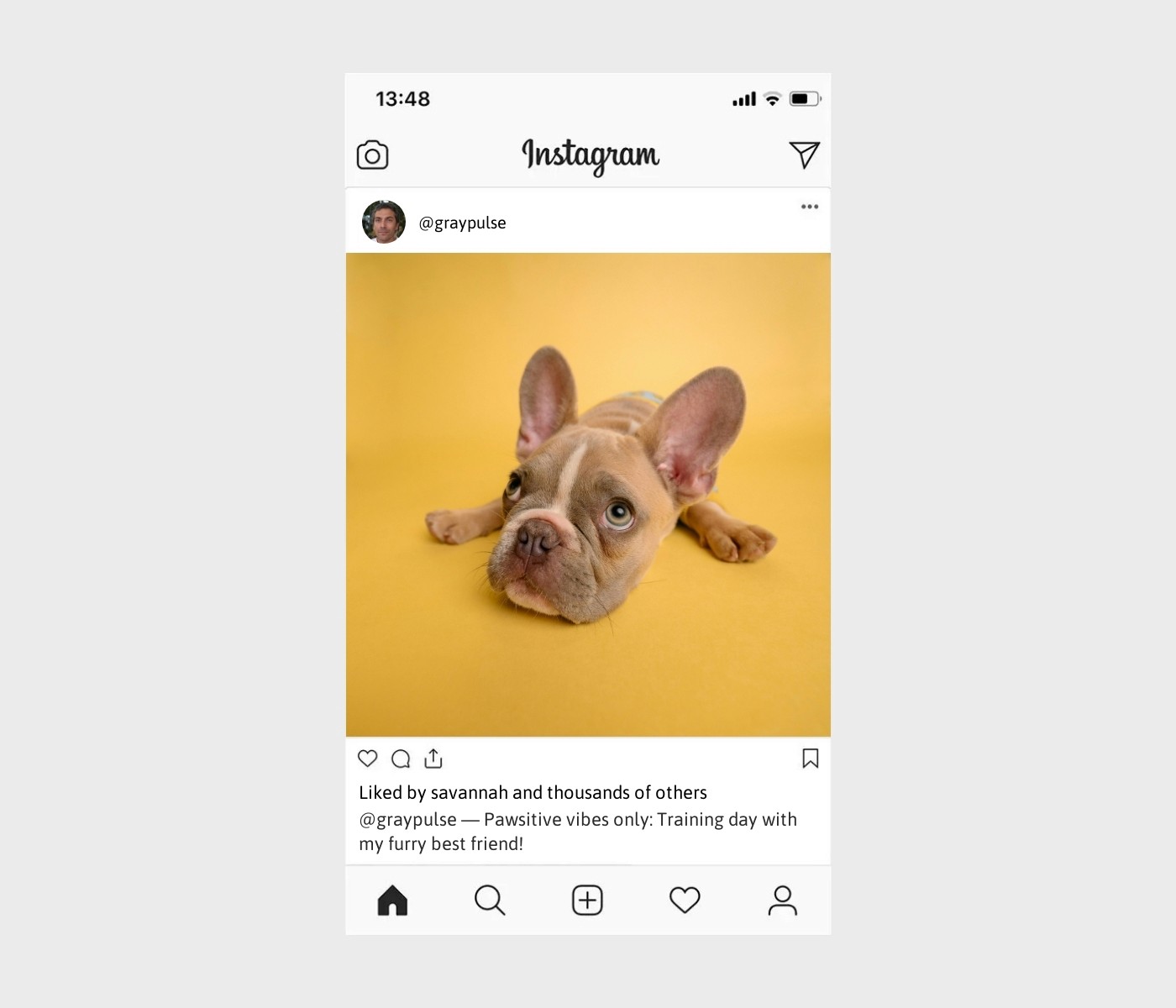 dog-training-captions-for-instagram