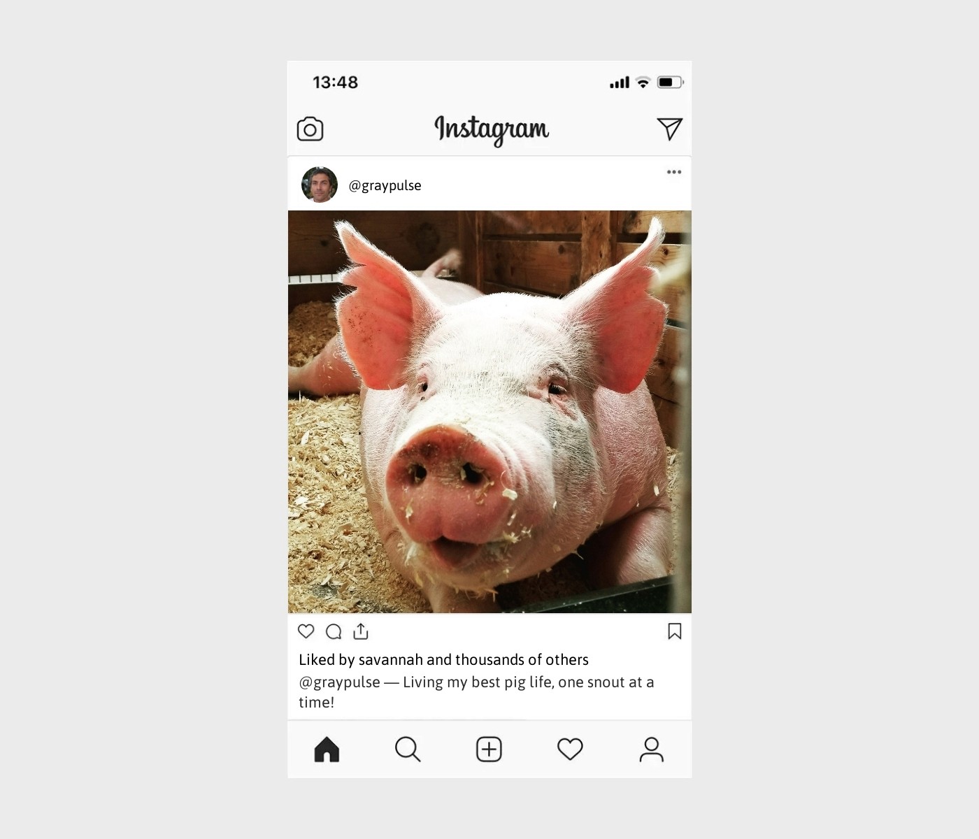 pig-captions-for-instagram