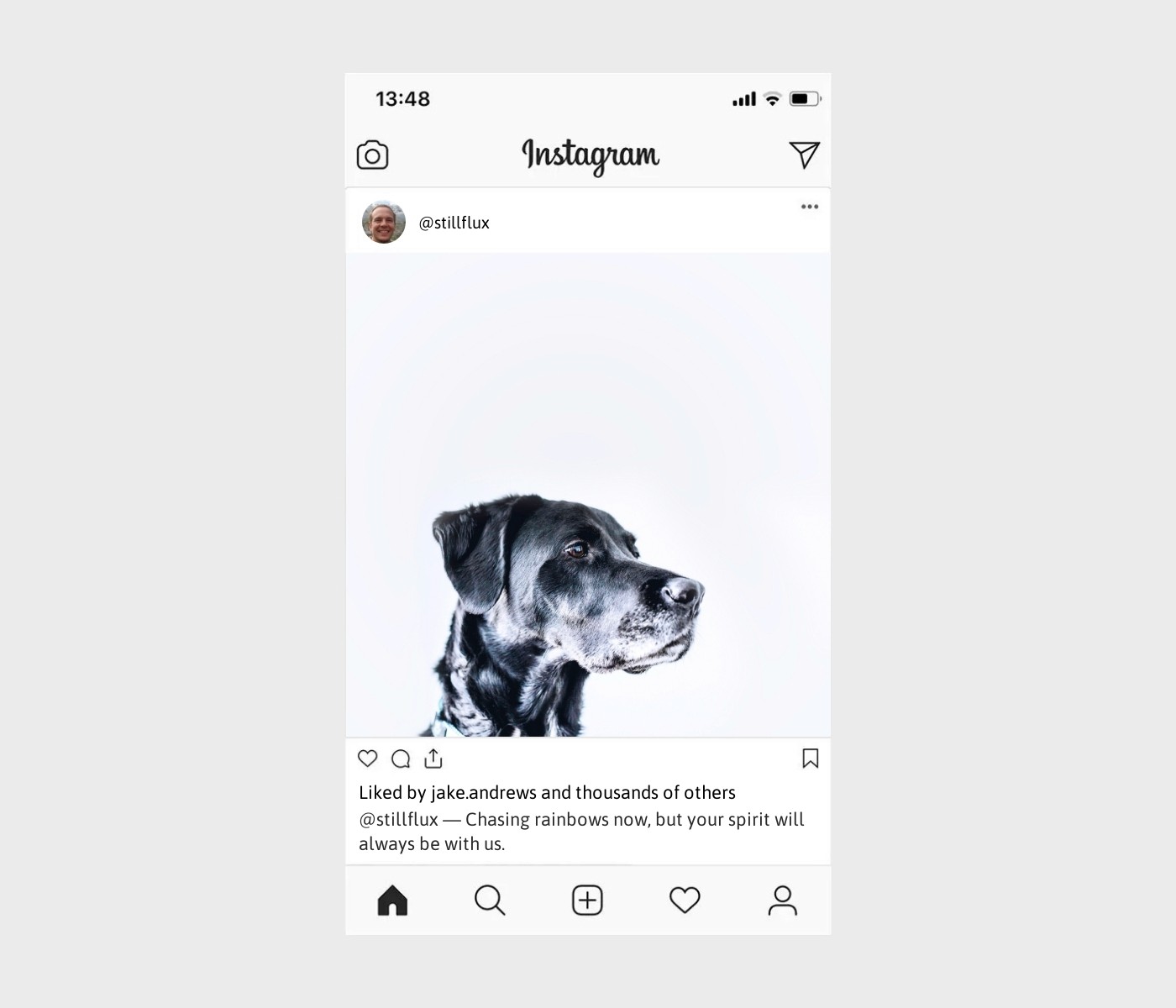 dog-death-caption-for-instagram