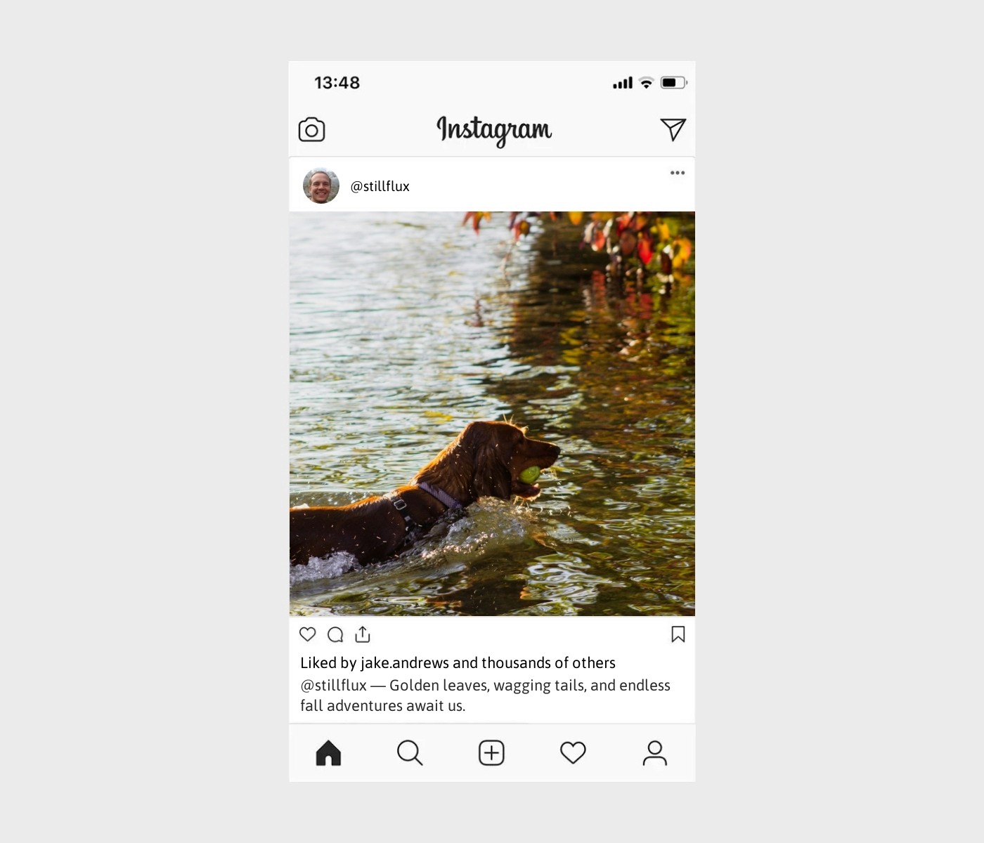 fall-dog-captions-for-instagram