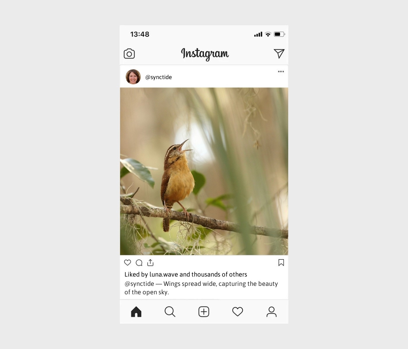 birds-captions-for-instagram