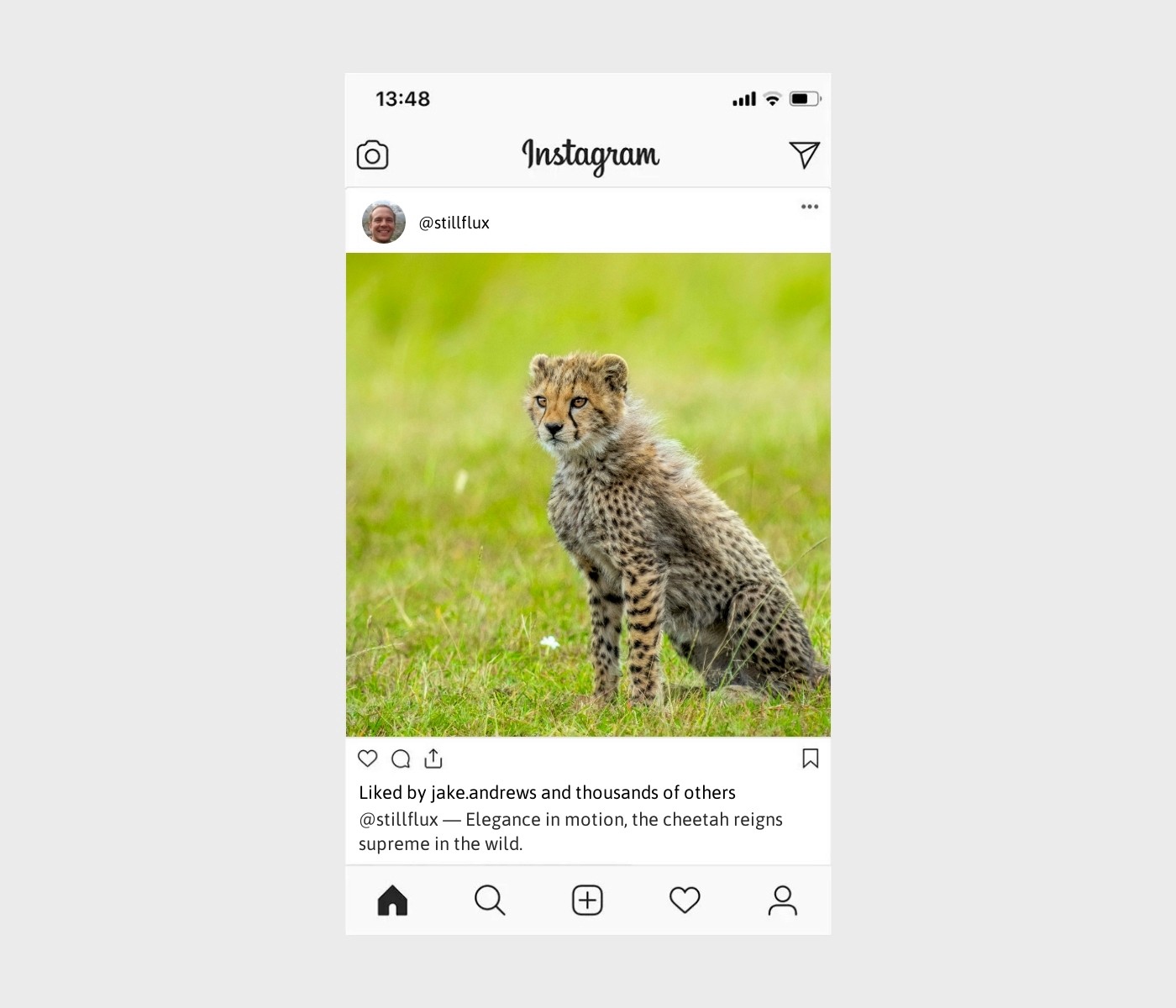 cheetah-captions-for-instagram