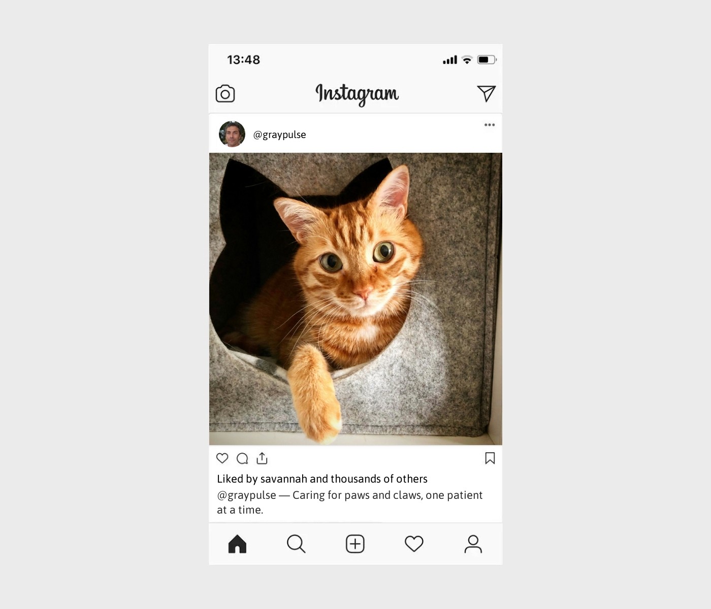 vet-captions-for-instagram