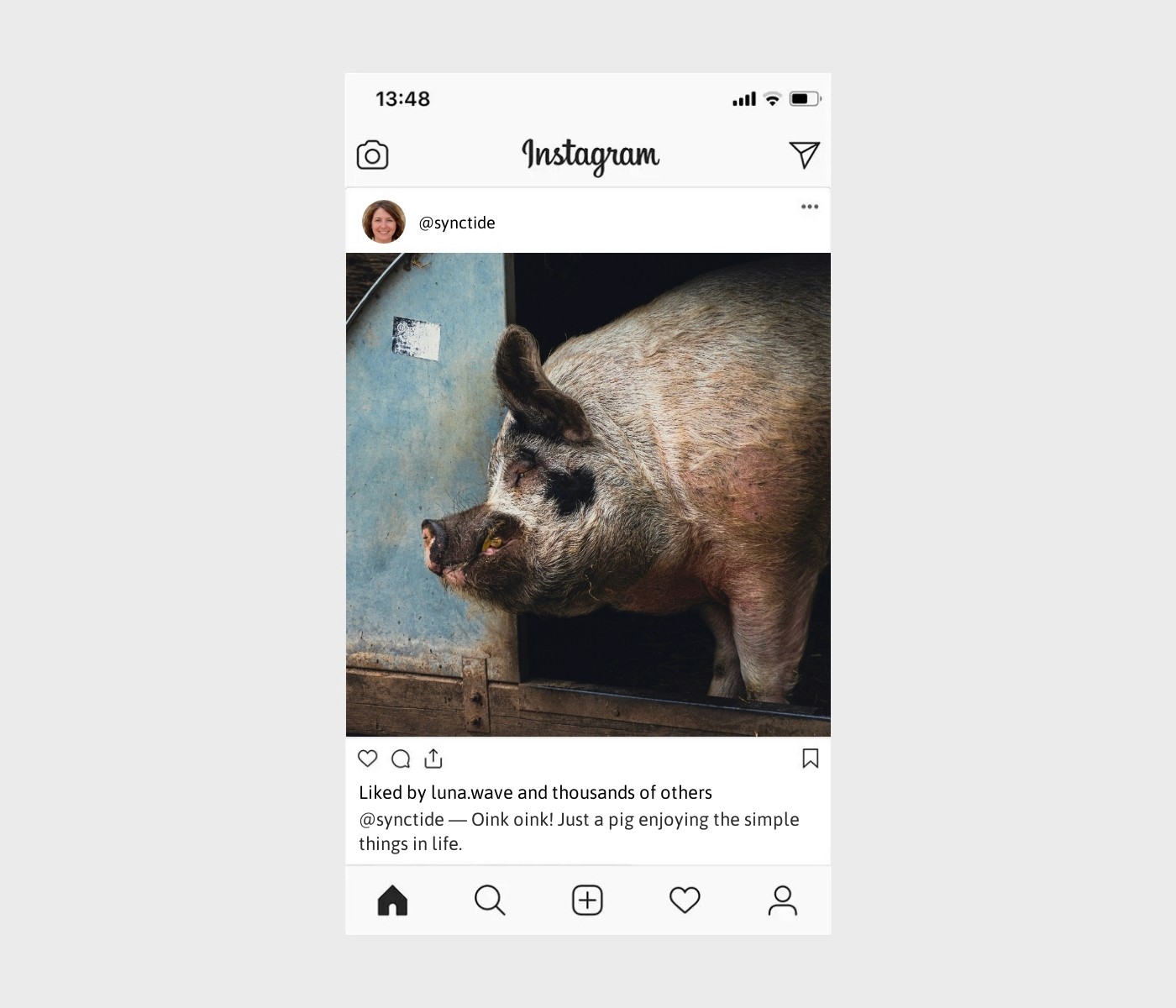 pig-captions-for-instagram