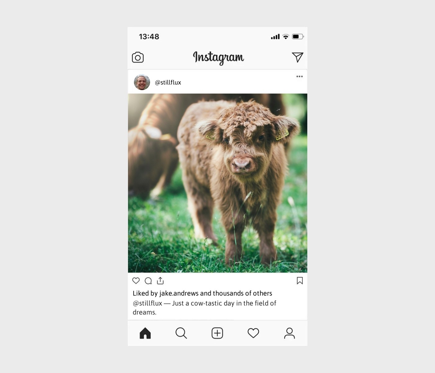 cow-captions-for-instagram