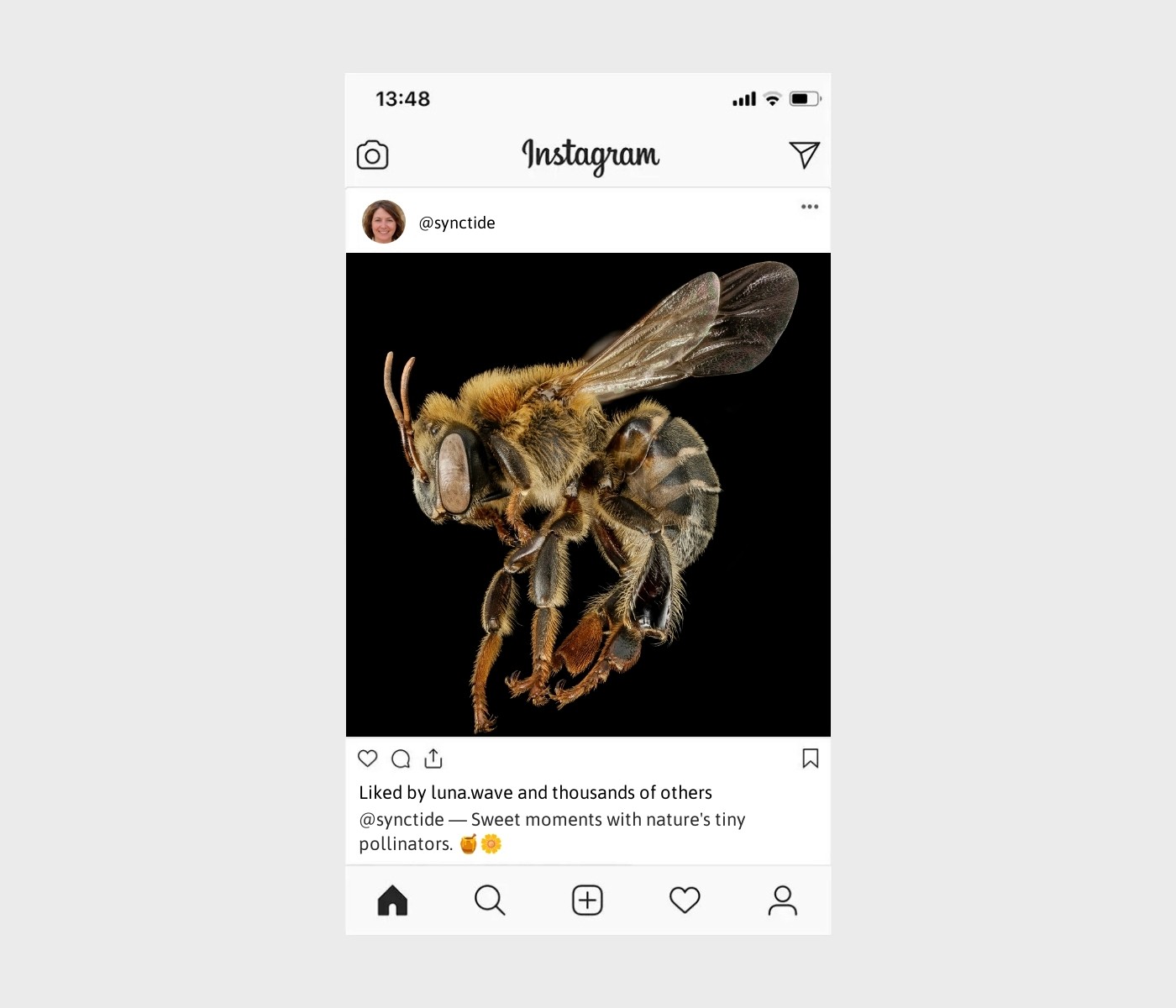 bee-caption-for-instagram