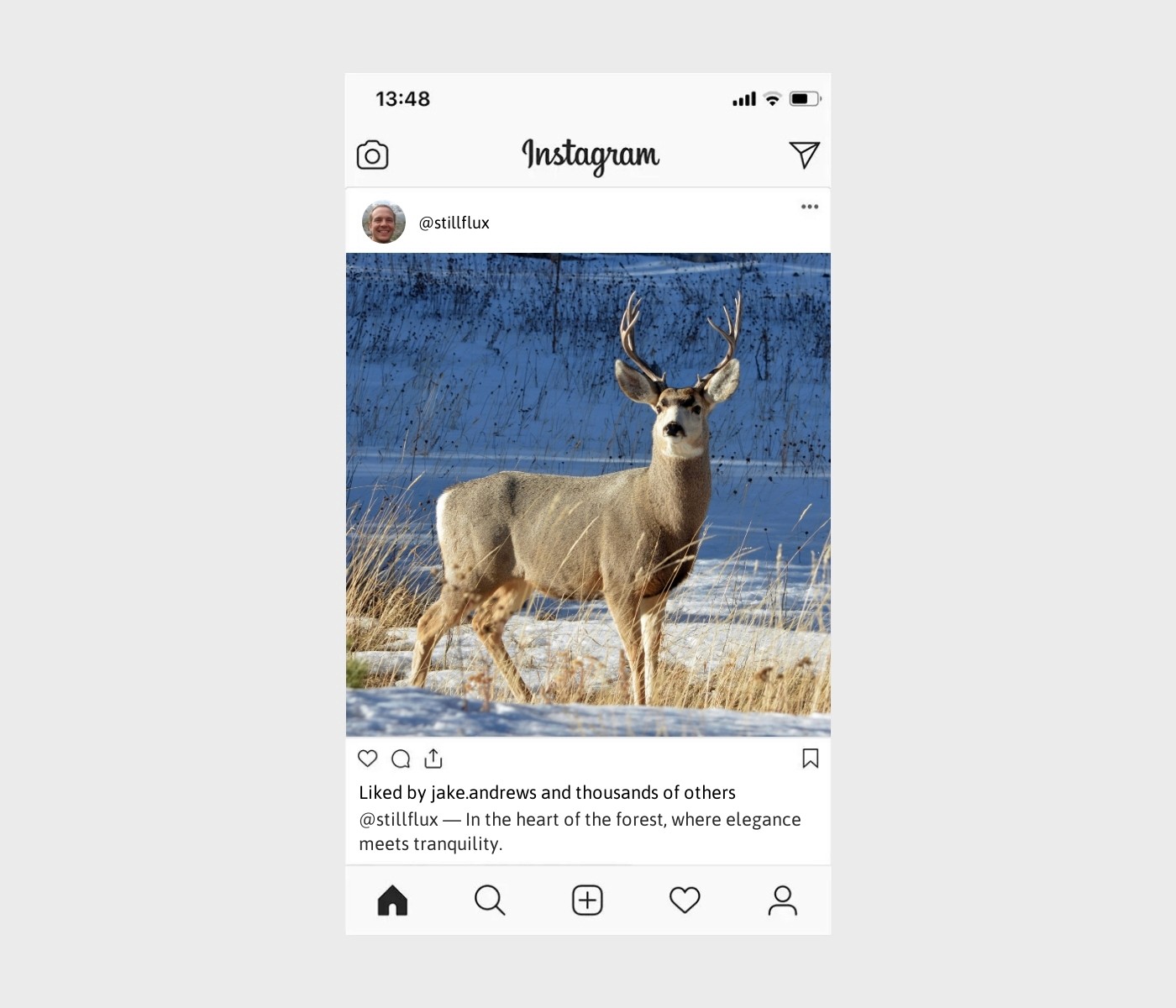 deer-captions-for-instagram