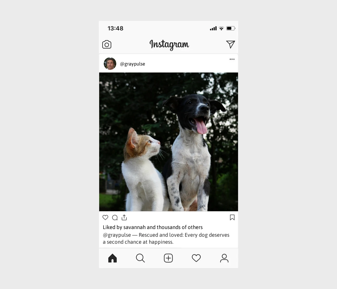 rescue-dog-captions-for-instagram